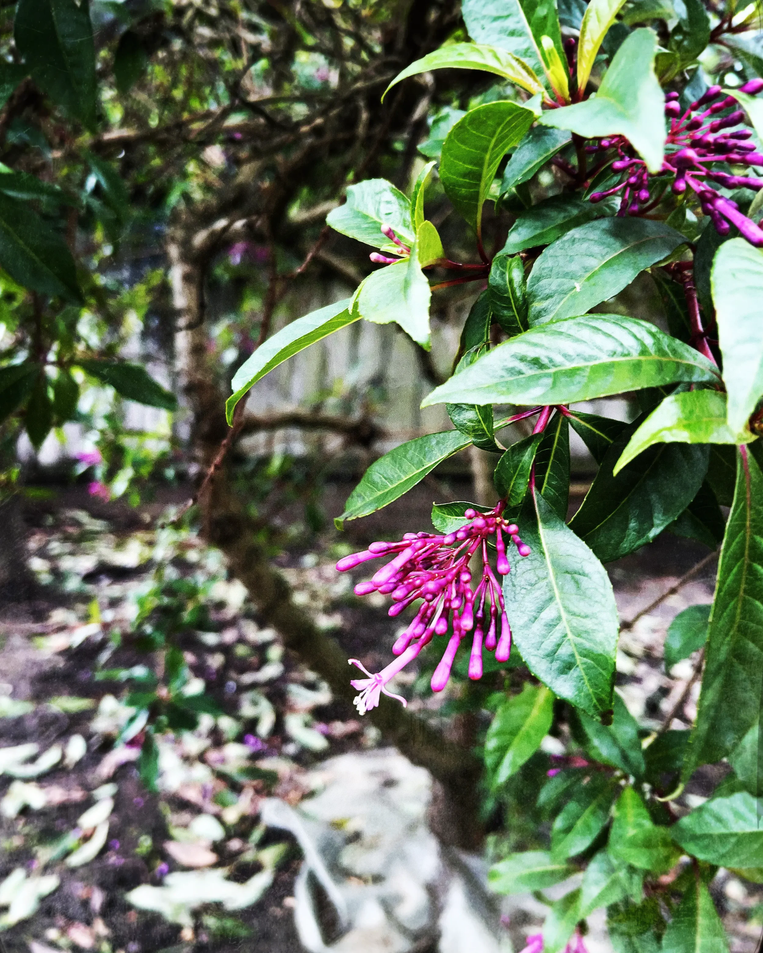 Flower_008.webp