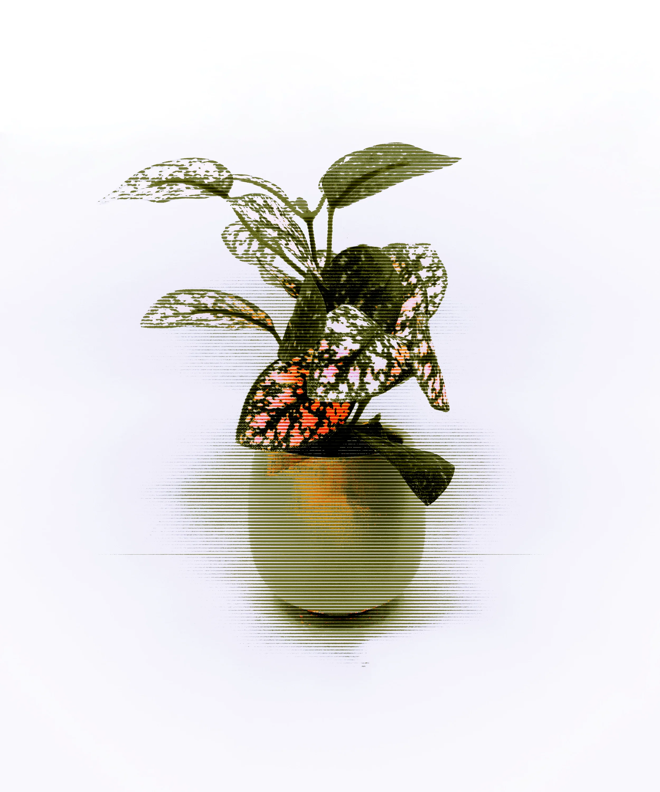 A potted plant with colorful, patterned leaves on a white background.