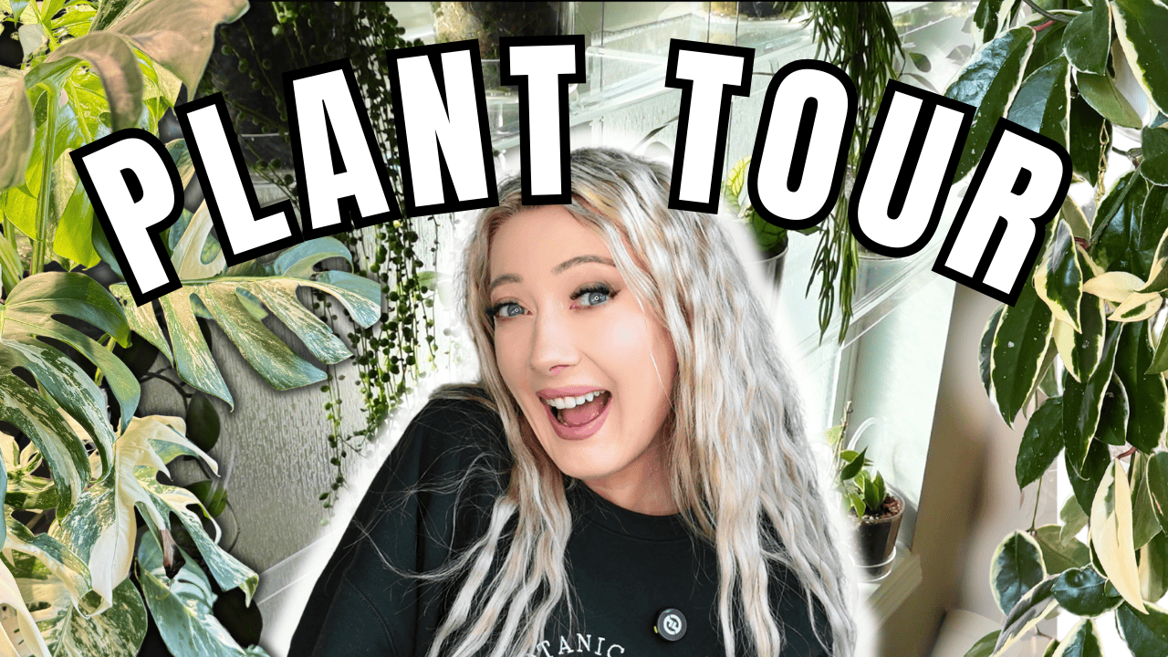 Take a Tour of my 100+ Houseplant Collection