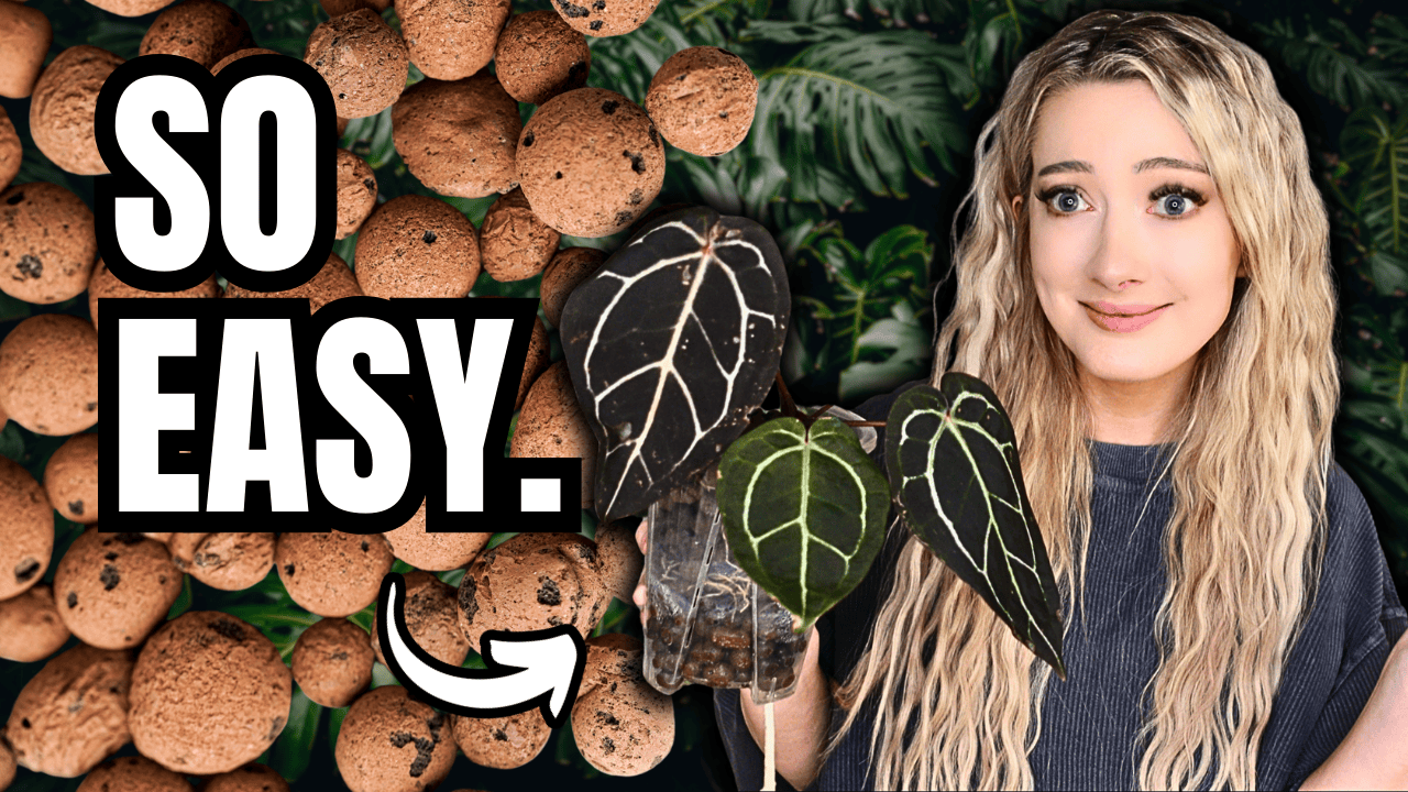 Video Tutorial: How to Transition Plants to Semi-Hydro