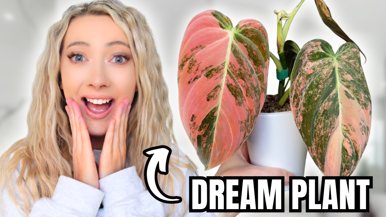 one plant to rule them all. + addressing PLANT DRAMA