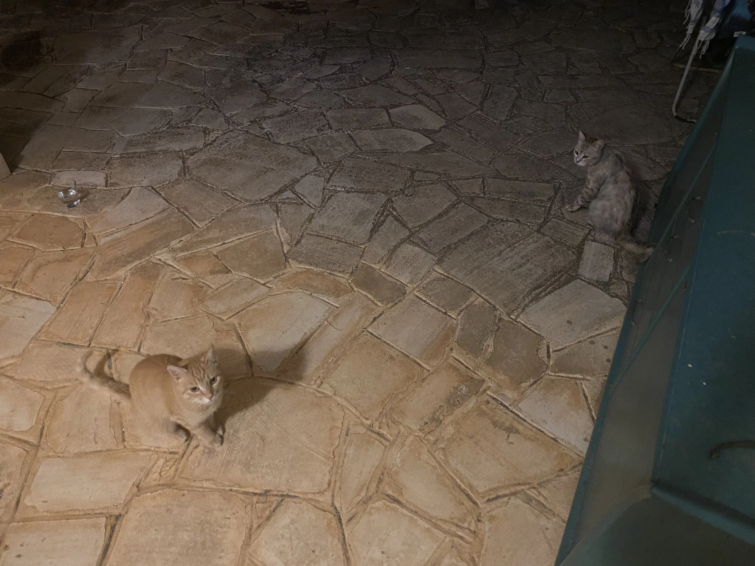 catoflauge