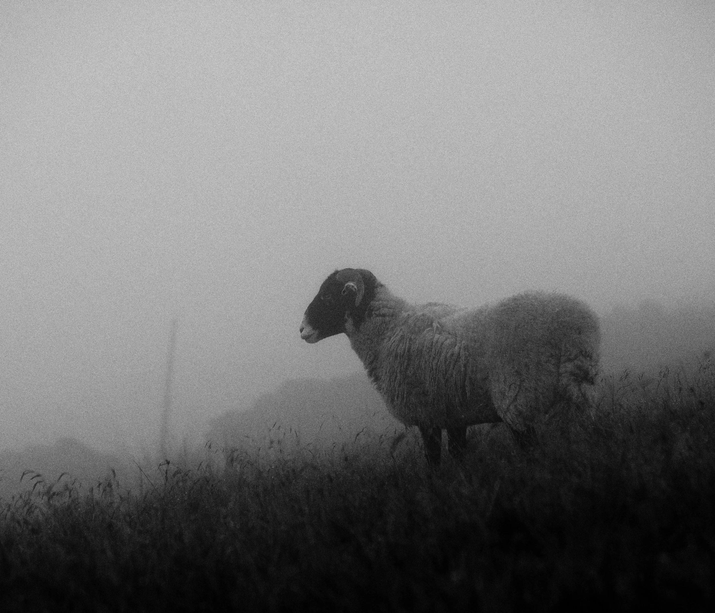 Swaledale sheep in fog