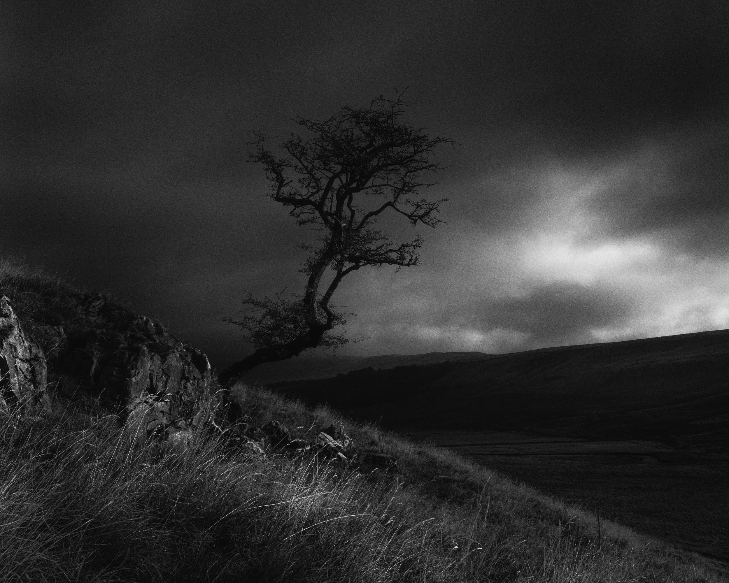 Lone hawthorn tree and stormy sky
