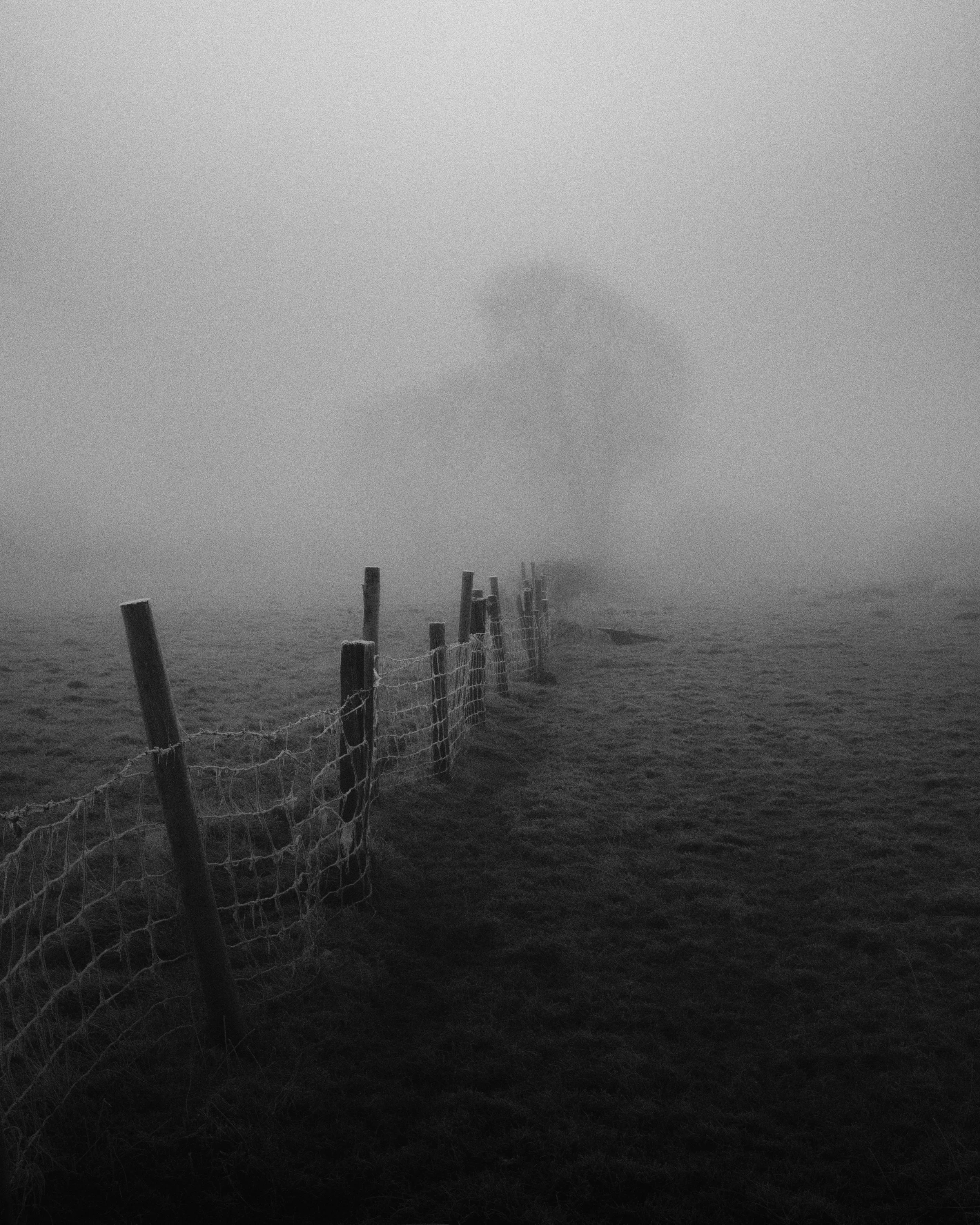 Rickety fence and tree silhouette hidden in fog