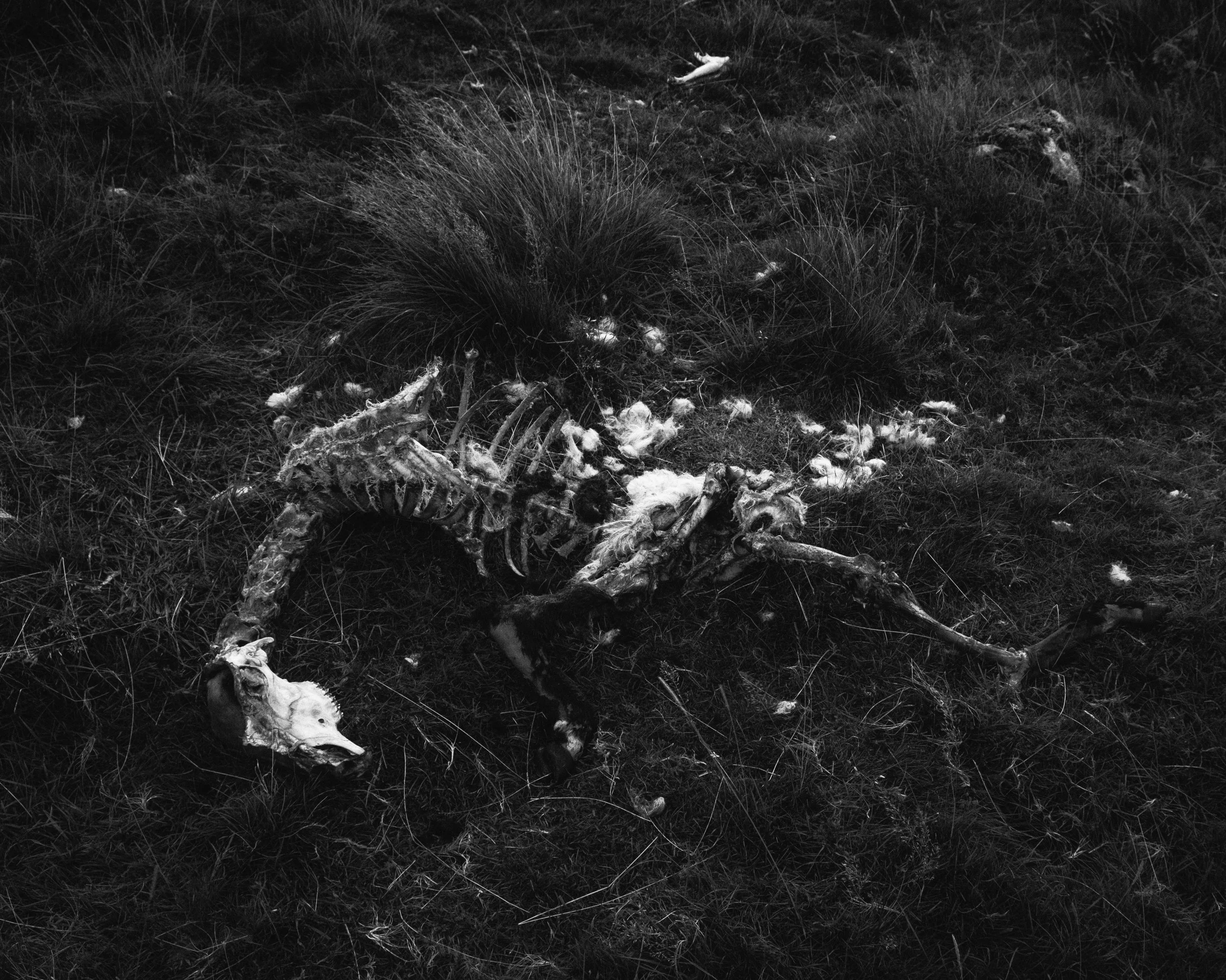 The decayed remains of a sheep abandoned on the moors