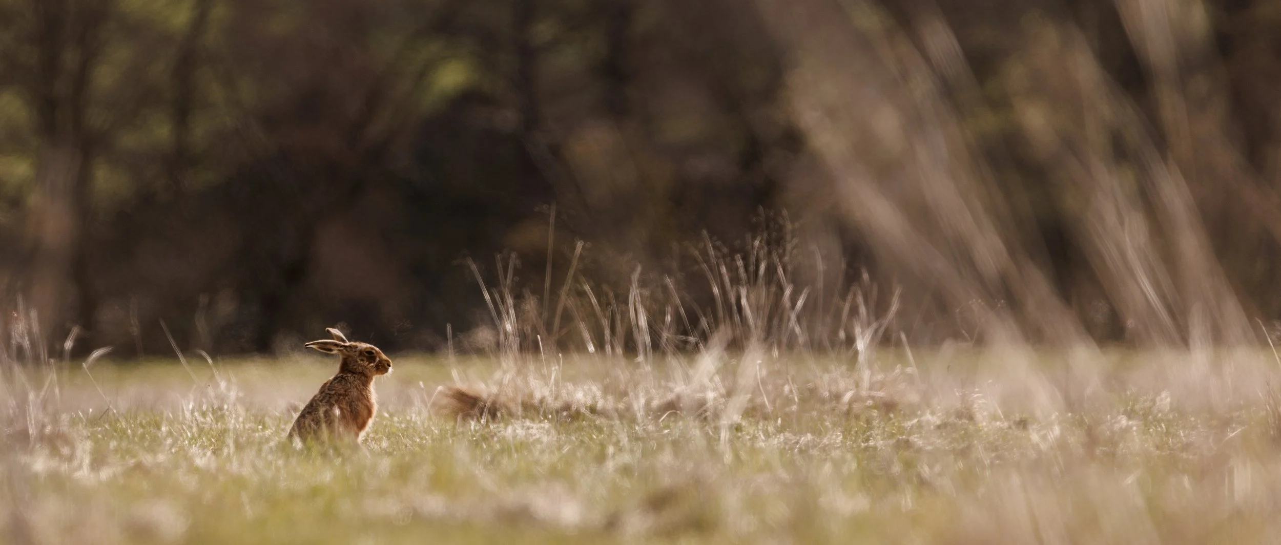 Brown hare sat up looking across field