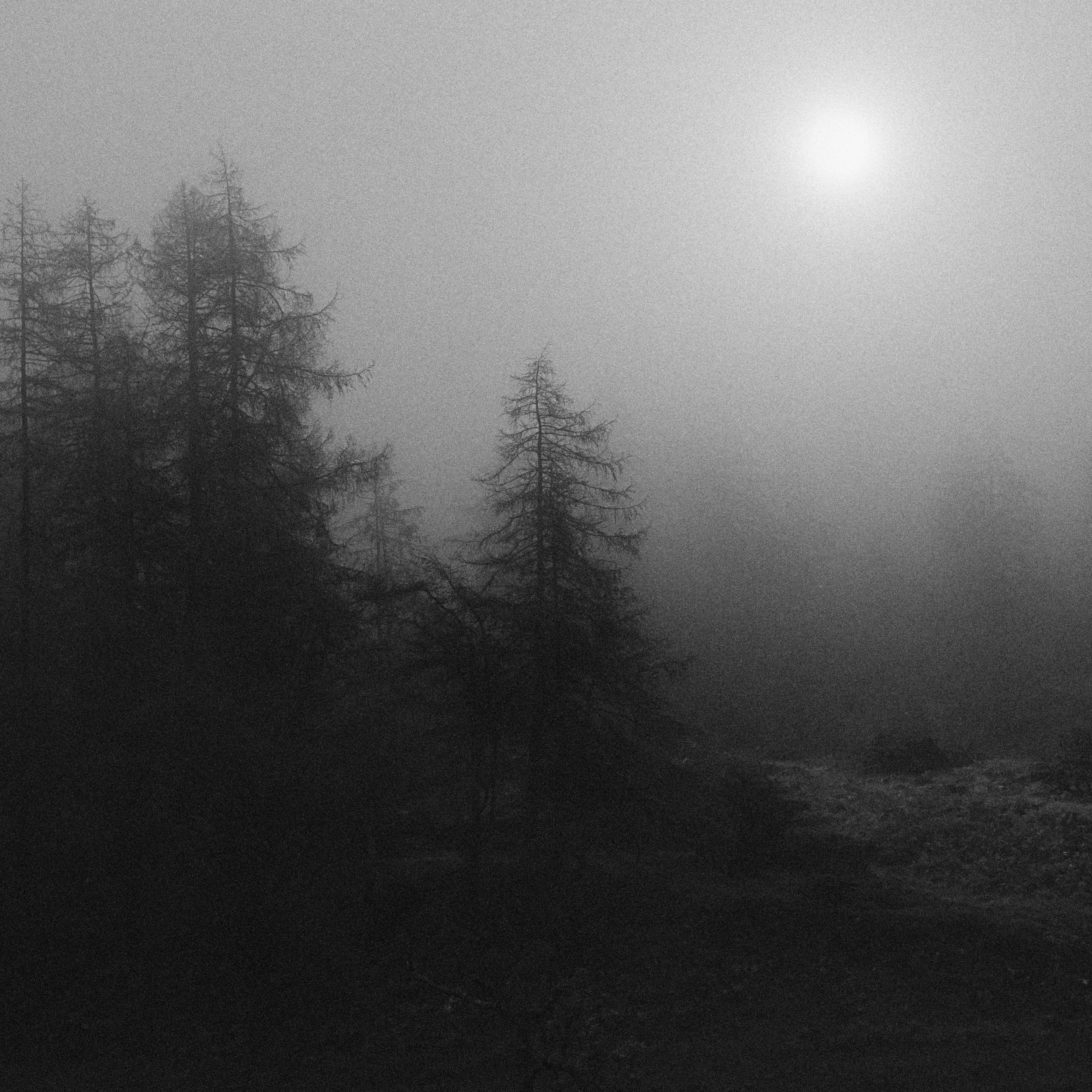 Forest tree line in fog lit by moonlight