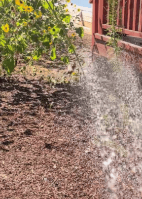 A hummingbird gets a drink of water from a hose in the garden bed with plants and green foliage on the left, next to a red wooden fence on the right, with soil on the ground and water splashing on the soil.