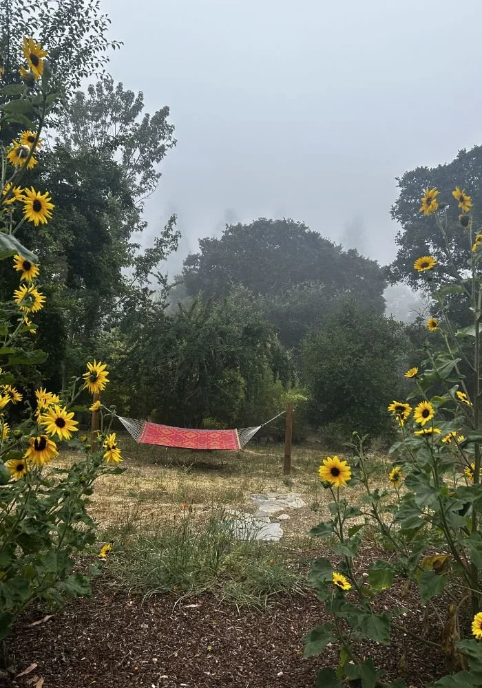 Digital Photo by Little Door. A misty outdoor garden scene with yellow sunflowers framing a hammock with a red pattern, set among green trees and foliage.