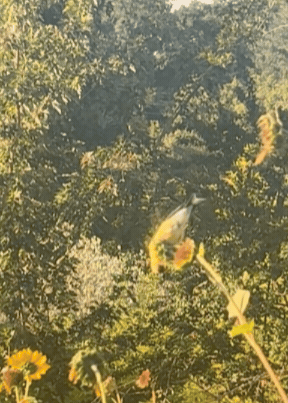 Video by Little Door. A bird eating seeds from a sunflower while perched on top.