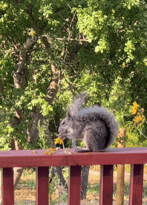 Video by Little Door. A squirrel on a red wooden railing eating a sunflower surrounded by green trees and yellow flowers. Very cute.