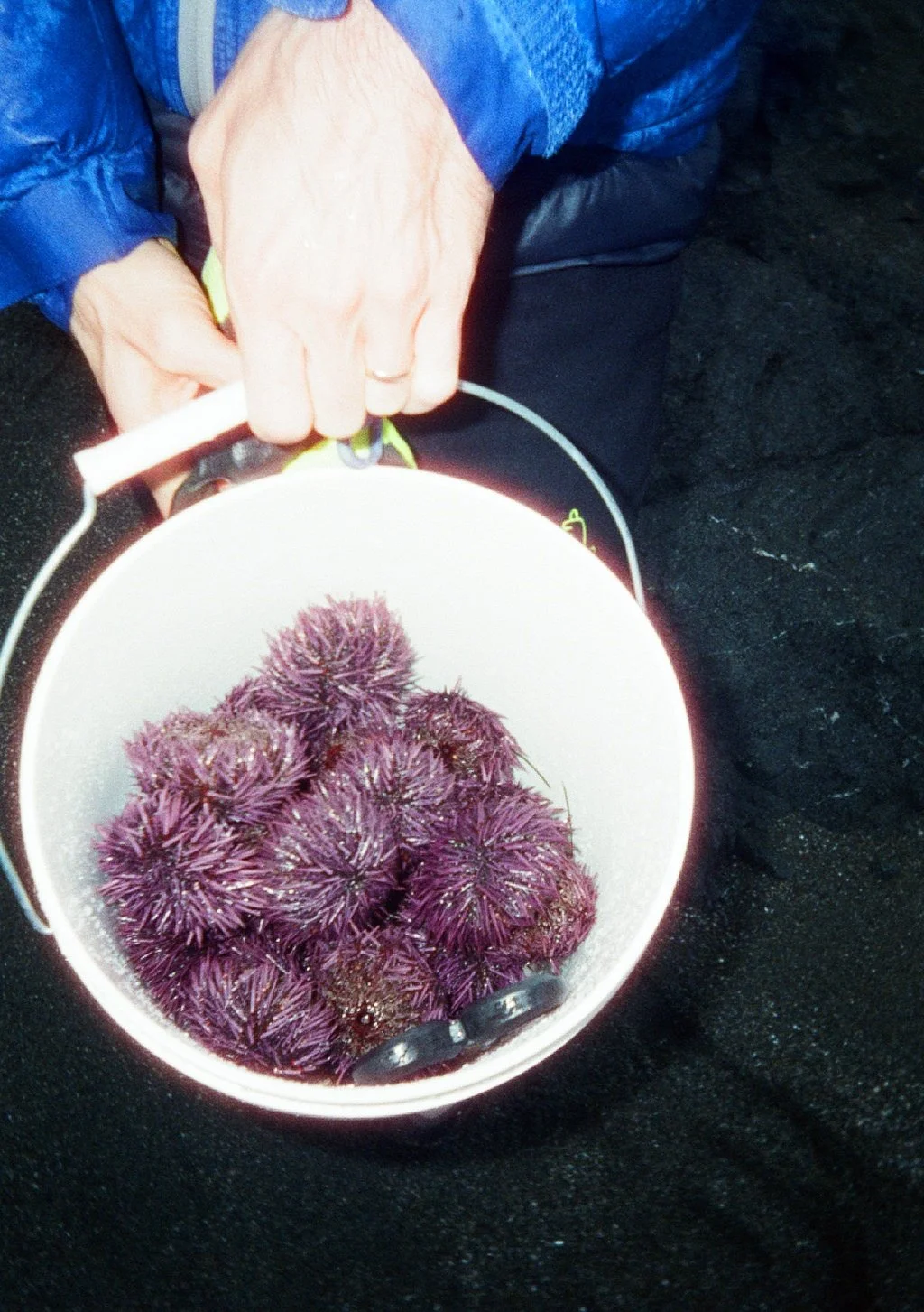 35mm Film Photo by Little Door. Person holding a bucket of purple sea urchins in the dark outdoors.