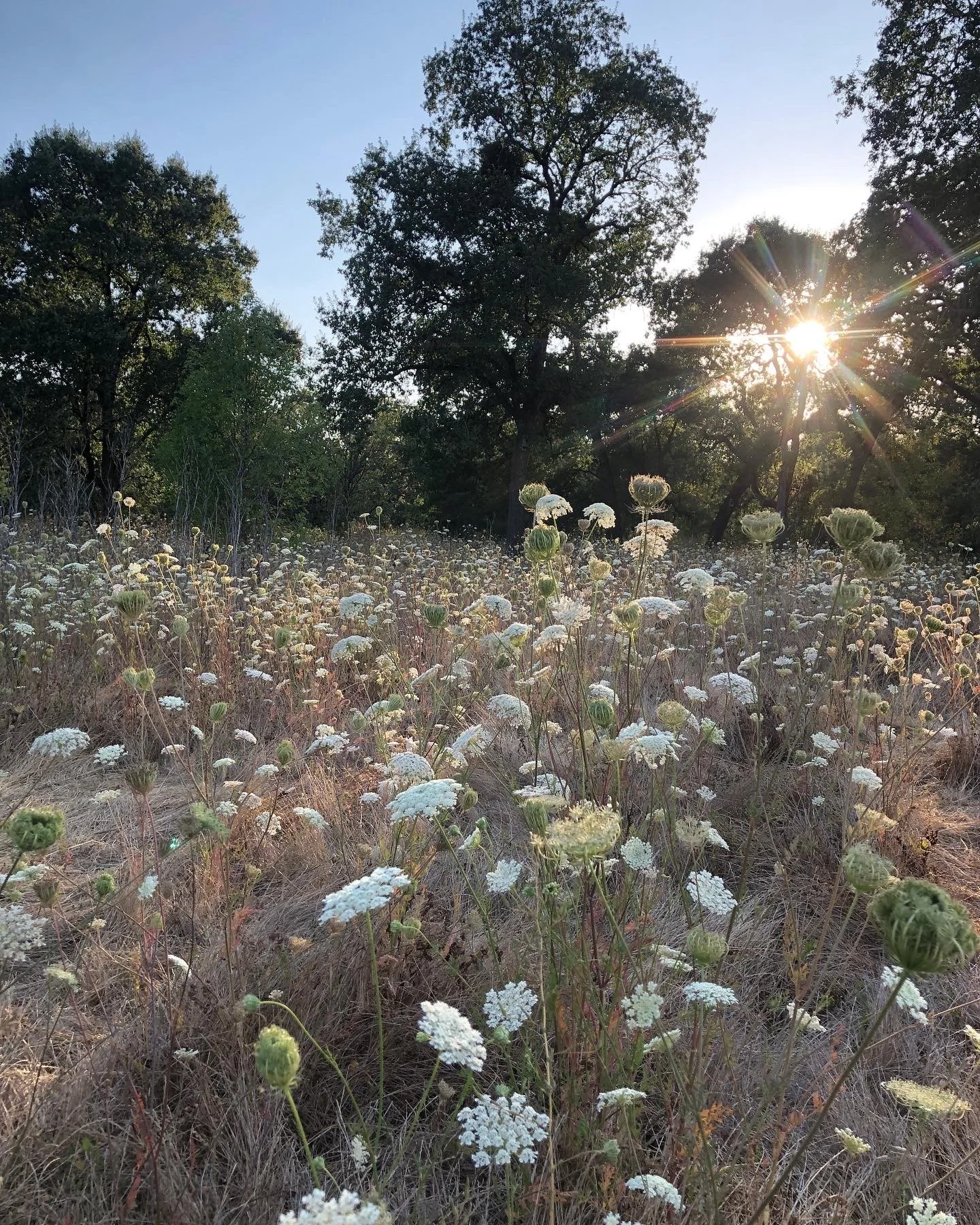 Digital Photo by Little Door. Queen Anne's Lace in a Meadow at The Laguna De Santa Rosa. Sun setting over a field of wildflowers and trees.