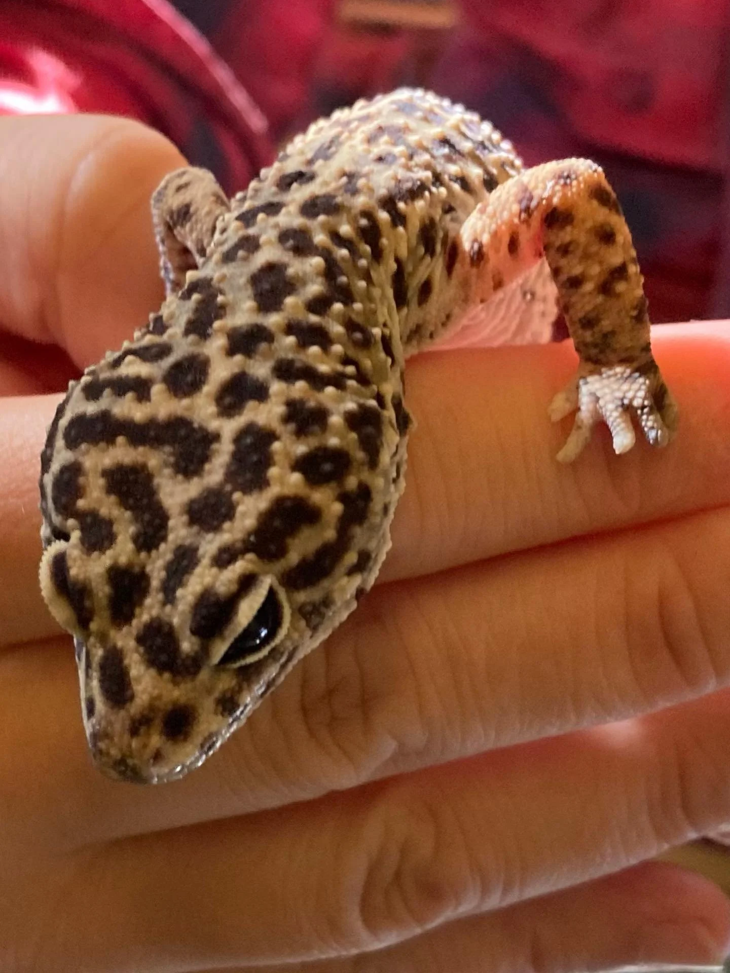 Hello. 23 odd years ago I got a leopard gecko for Christmas. Best Christmas gift I ever received. I couldn&rsquo;t think of a name right away and referred to him as Gecko Man.  That name stuck.  Gecko Man has died. He lived a very long time. He was a