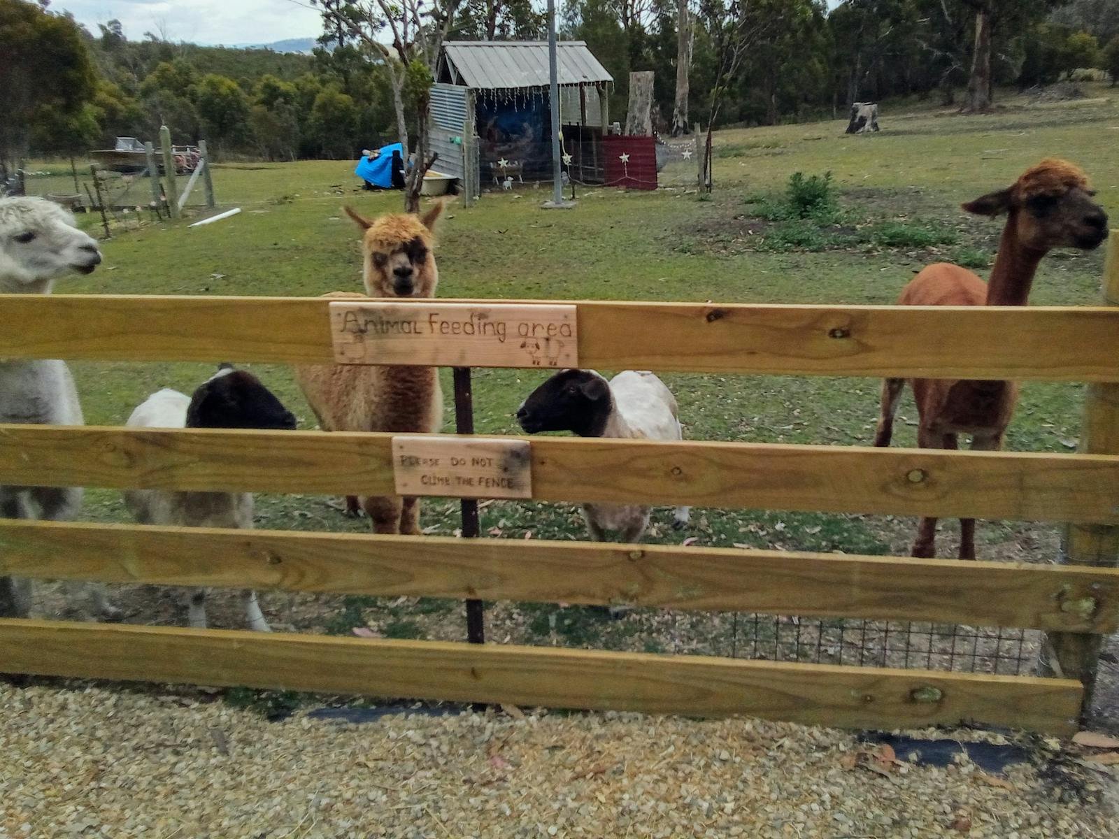 Animal feeding area