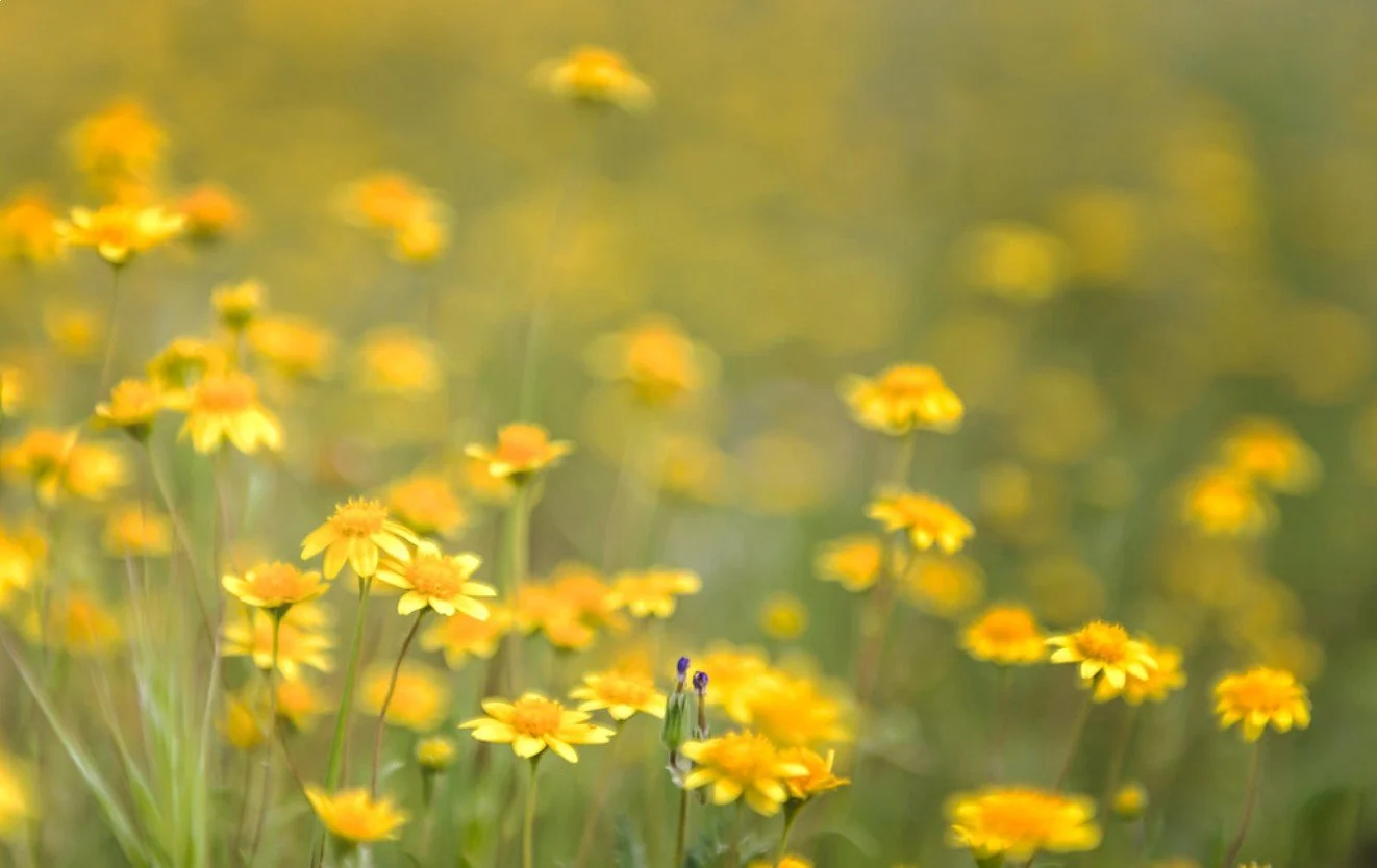 Springing Forth.jpg