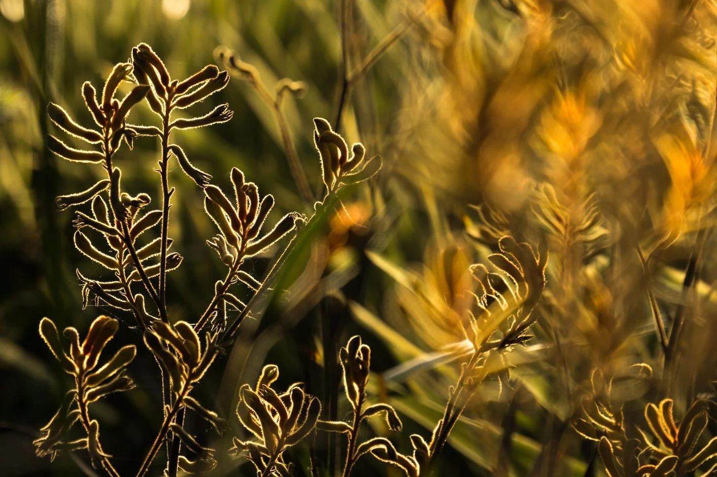 Backlight and Blur.jpg