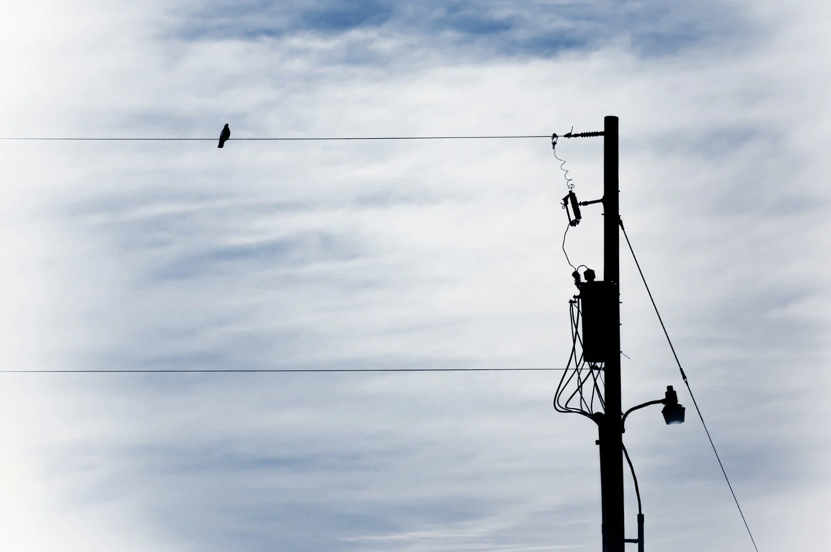 Bird on a Wire.jpg