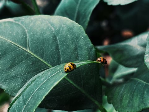 vsco5fe700600fdde.jpg