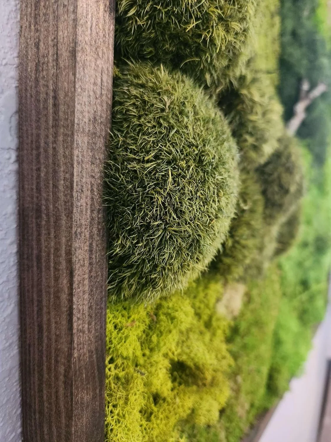 Close-up of a moss wall with round moss formations on a textured wooden frame.