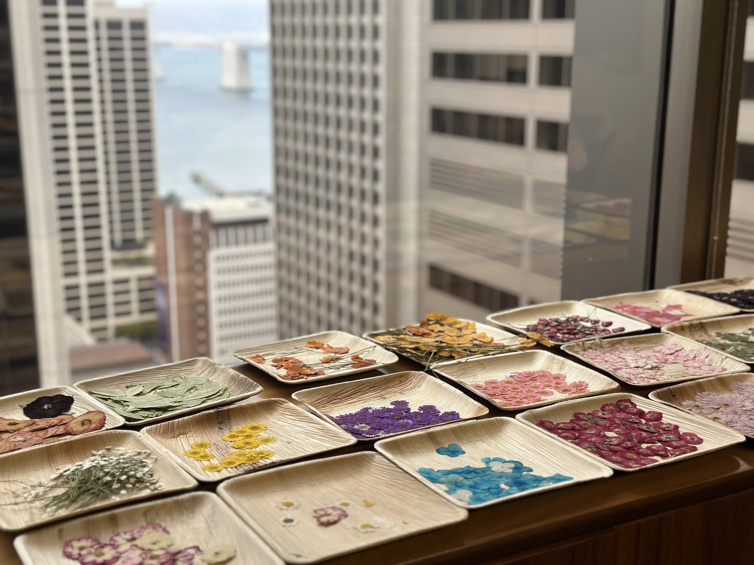 Display of dried pressed flowers and leaves arranged on beige rectangular trays on a wooden table, with a cityscape view of tall modern buildings through large windows in the background.