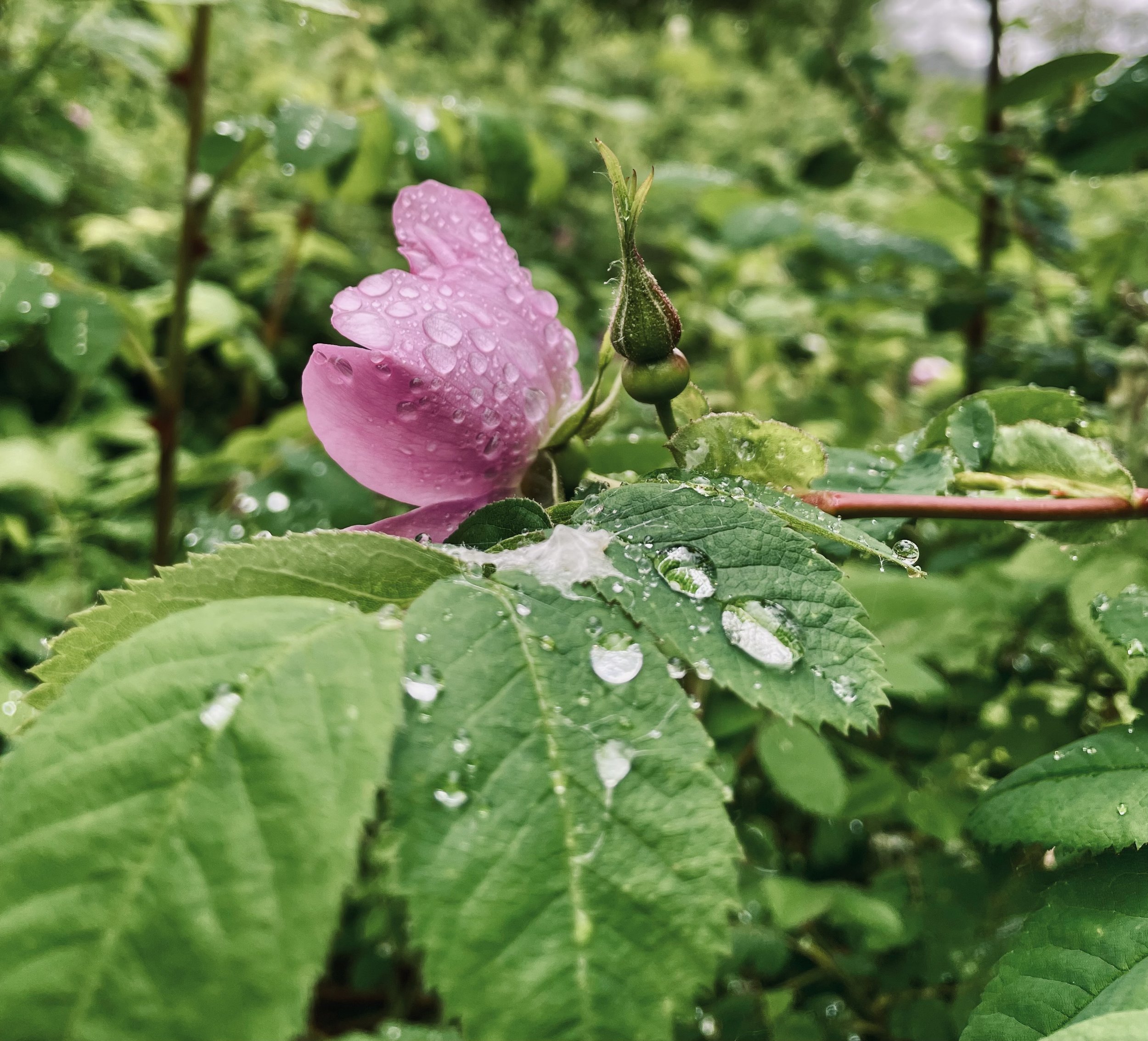 Surround Yourself with Plants: Finding Peace in Difficult Times