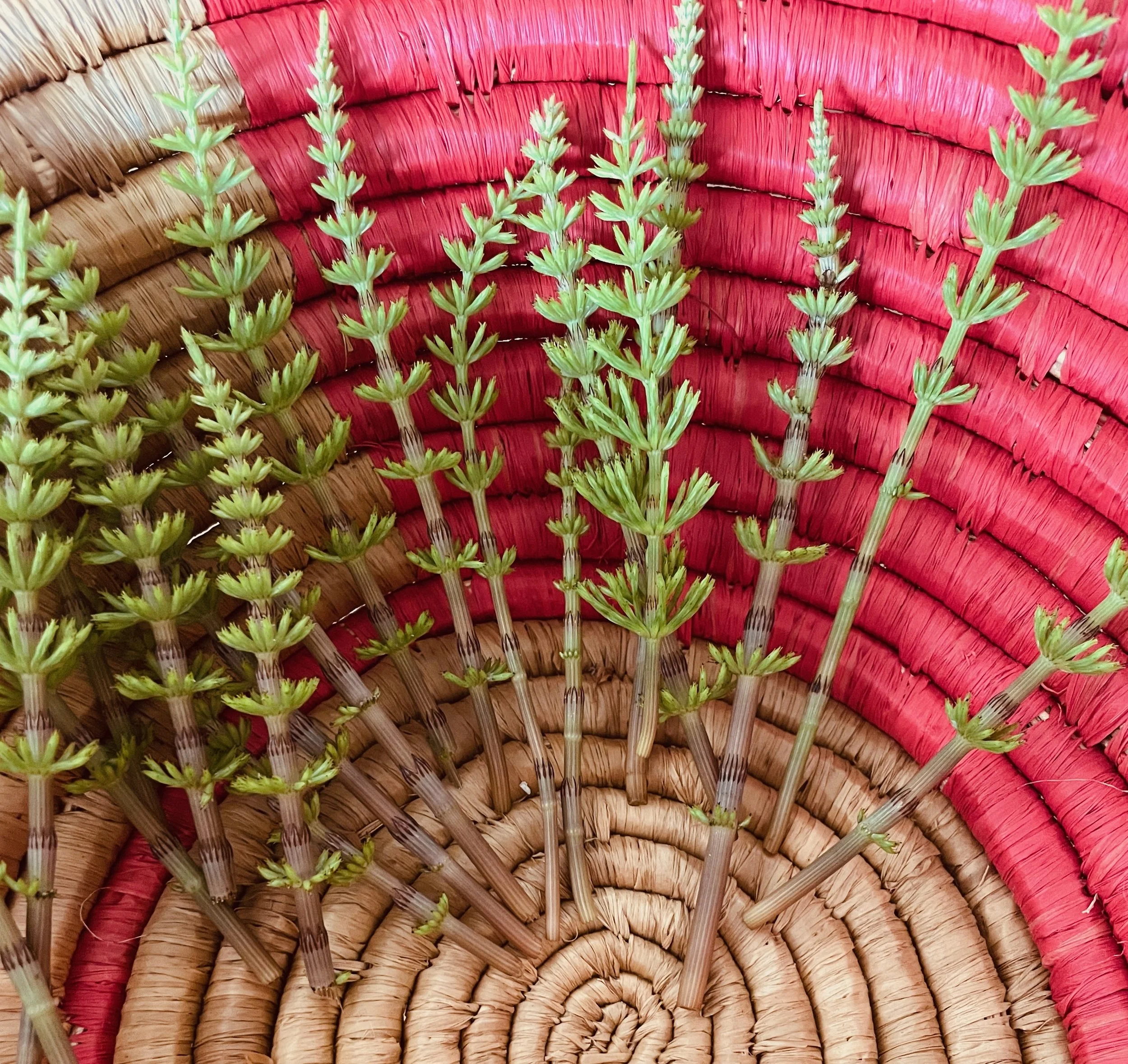 How to Keep a Healing Garden in Winter