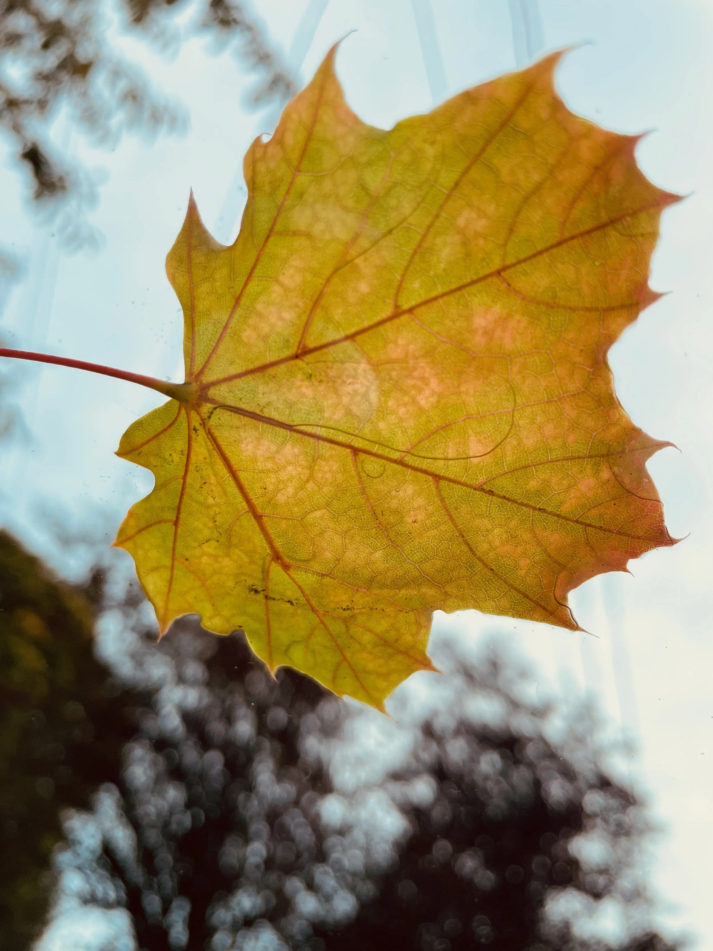Samhain and the Garden Gate: A Time for Rooting Down
