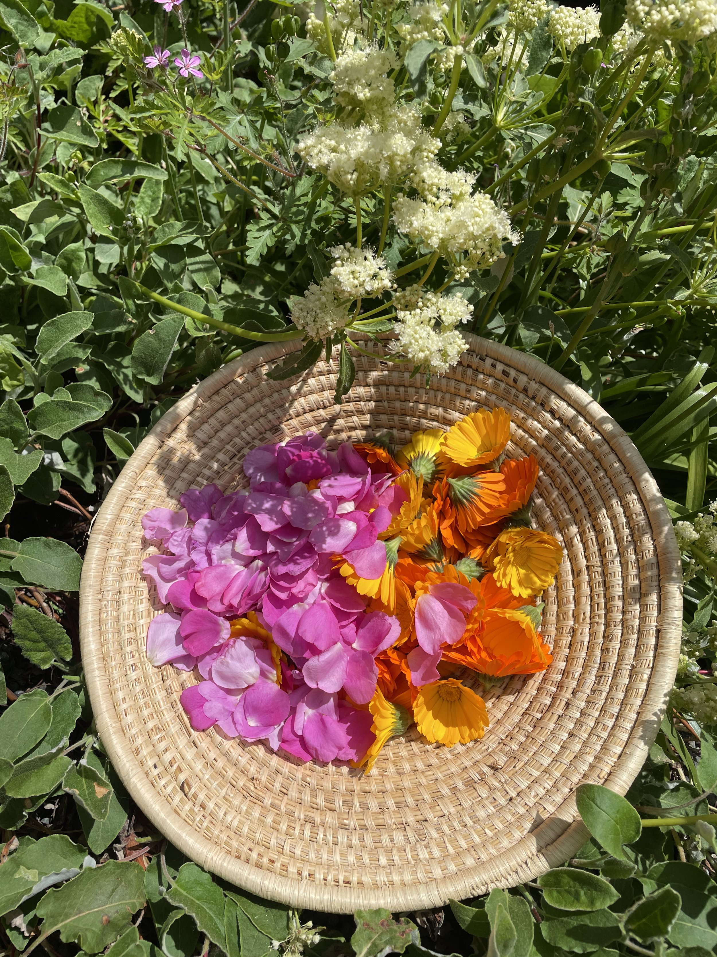 What Is a Wellness Garden? A Beginner’s Guide to Creating a Space That Heals