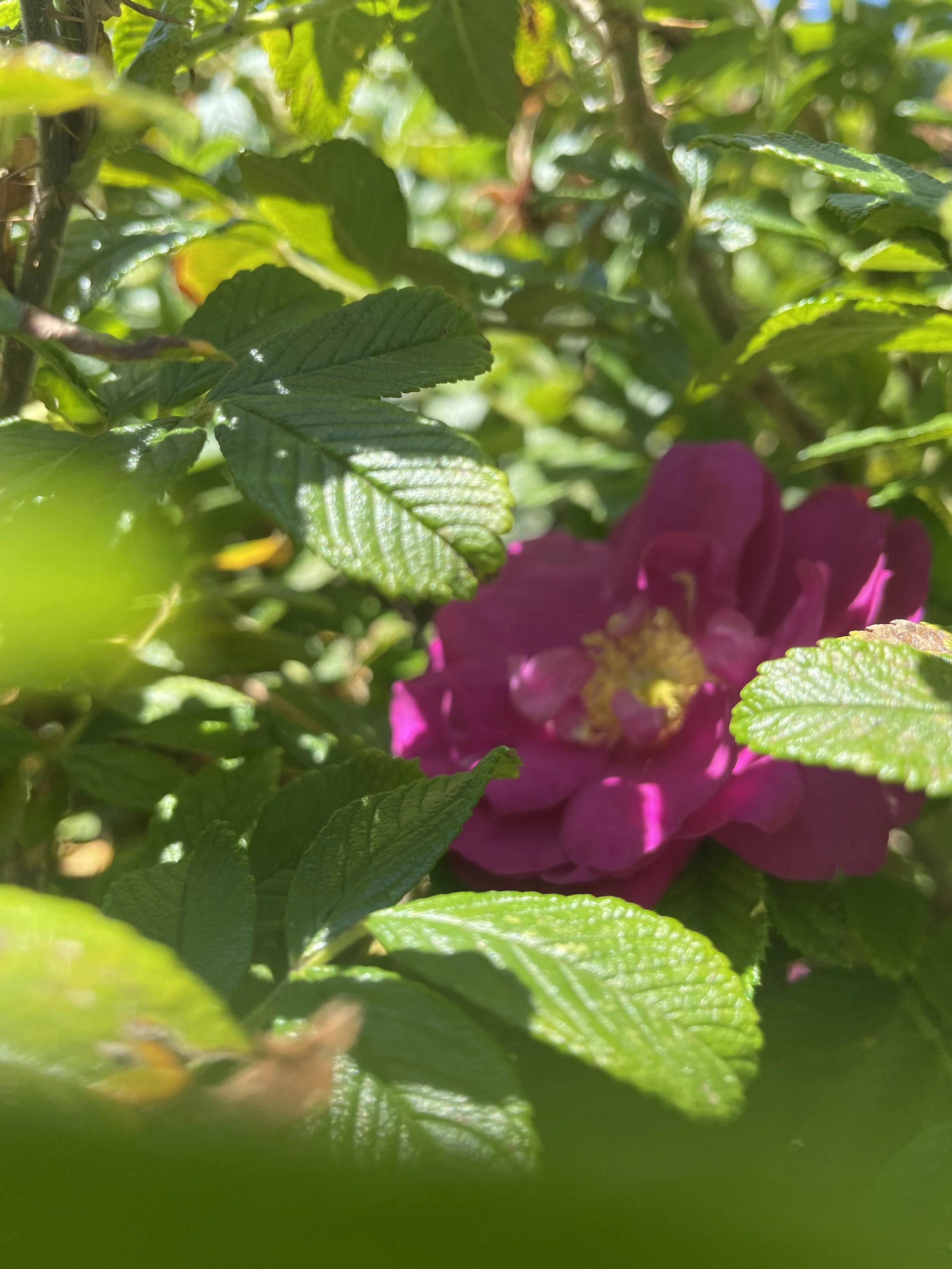 From Burnout to Bloom: How Gardening Can Reset the Nervous System