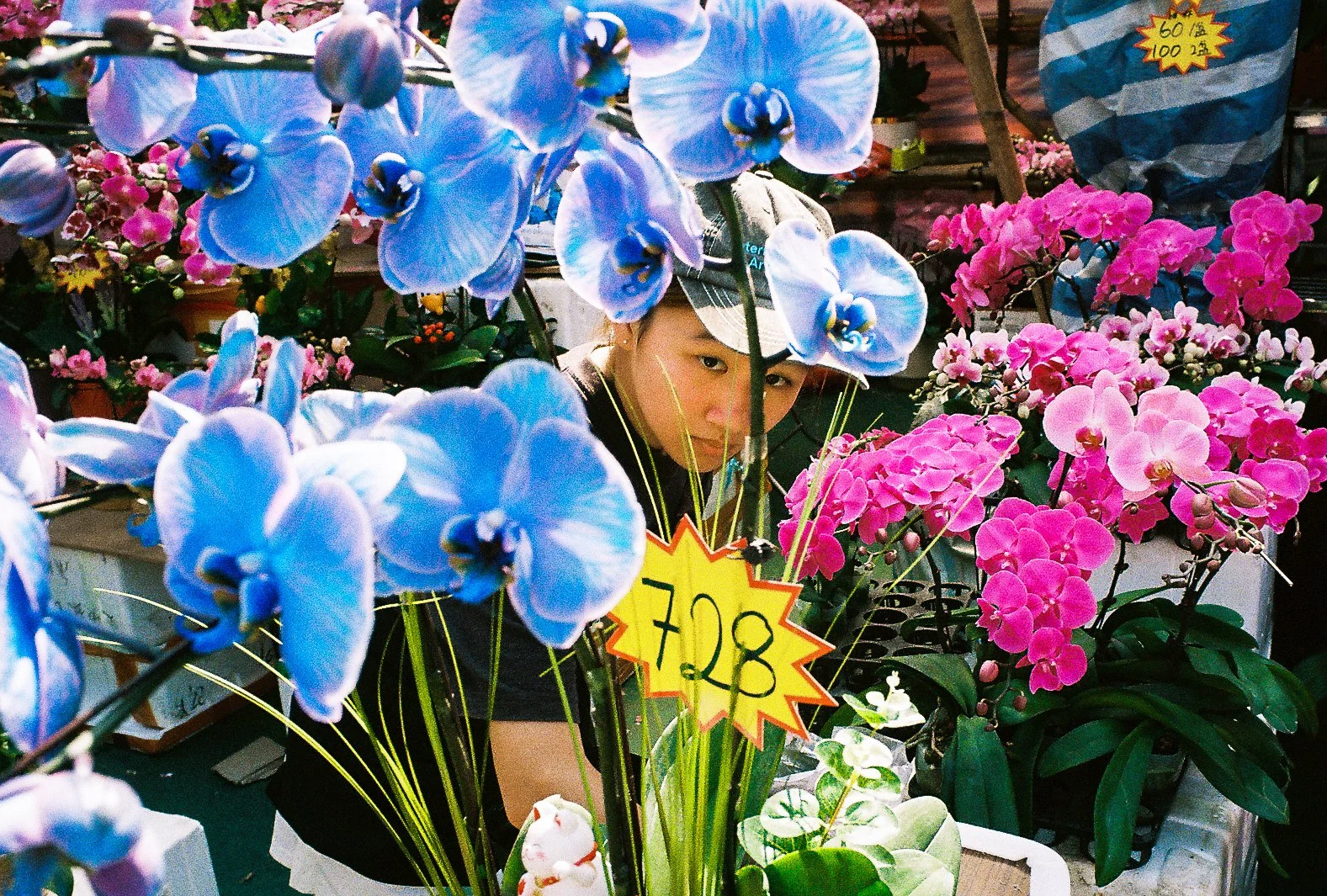 Young woman among blue and pink orchids at a Hong Kong flower market