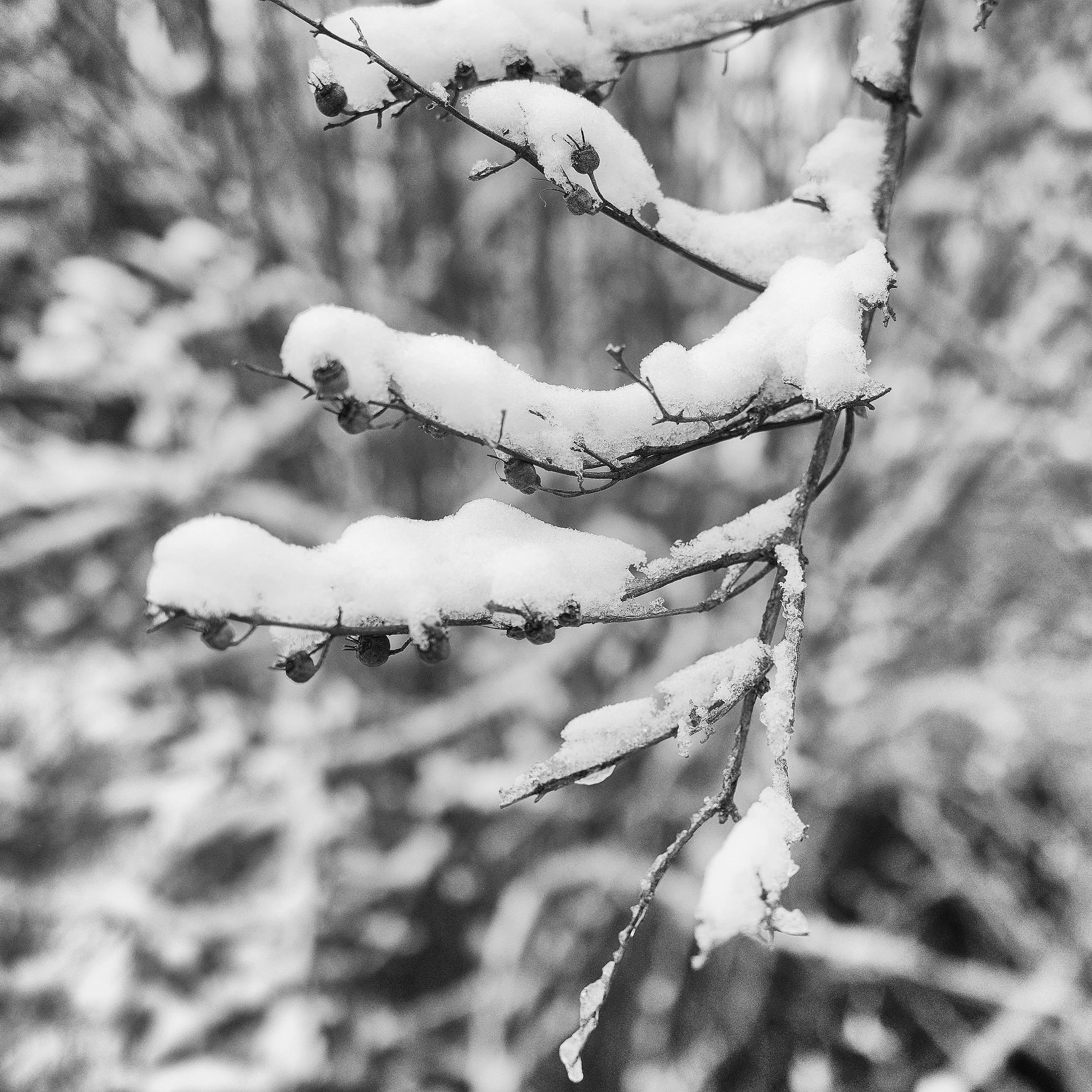 R0001821_RICOH IMAGING COMPANY, LTD._11-01-26_WEB.jpg