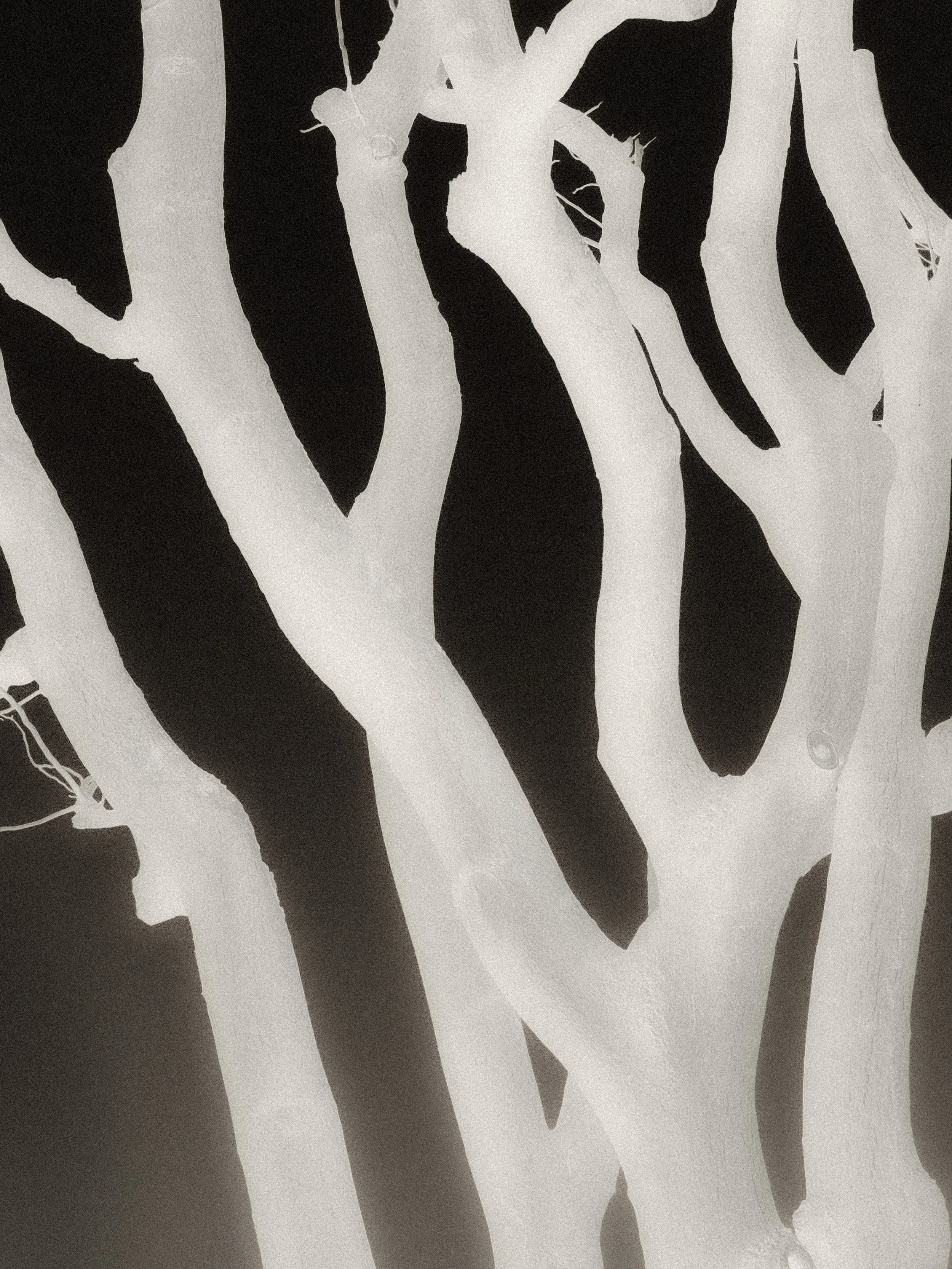 branchless tree3-5.jpg