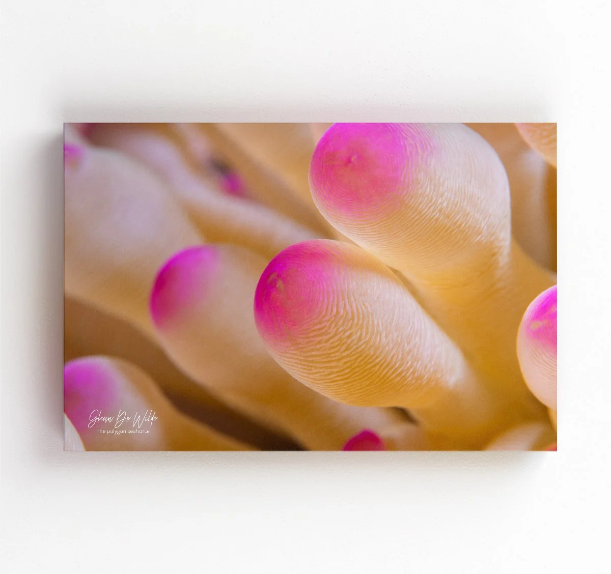 Print 80cm x 60cm on Aluminium Dibond Fine-art print