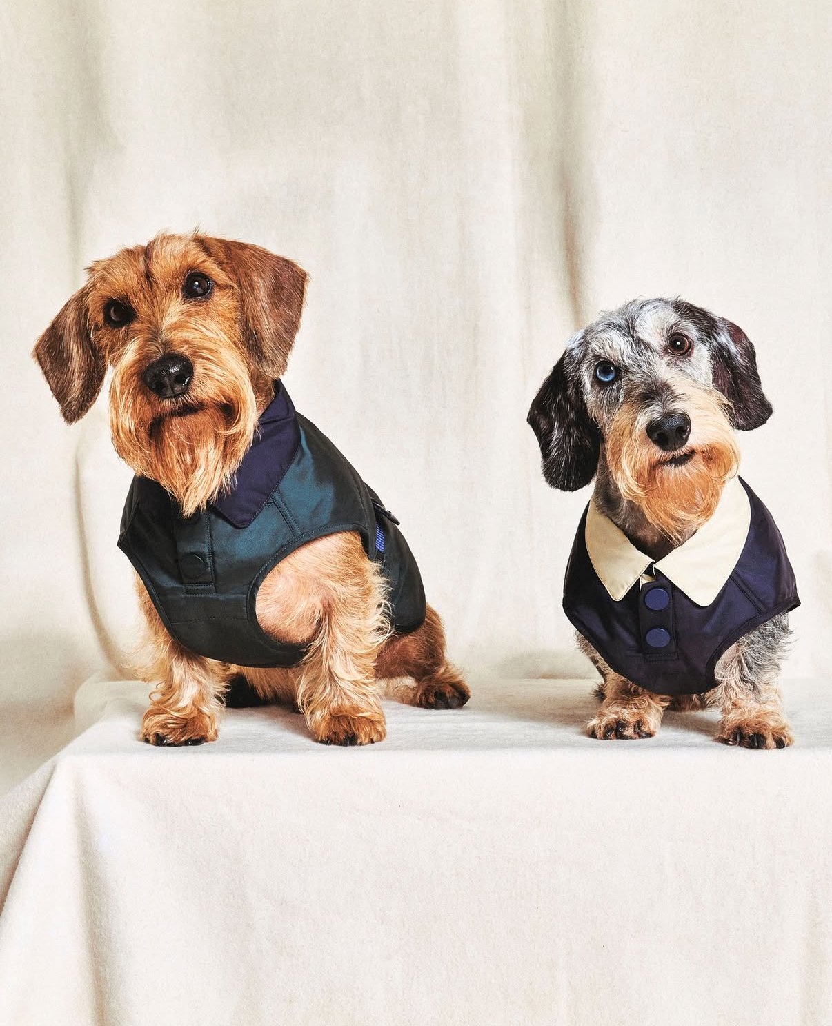 Where Heritage Meets Four-Legged Flair