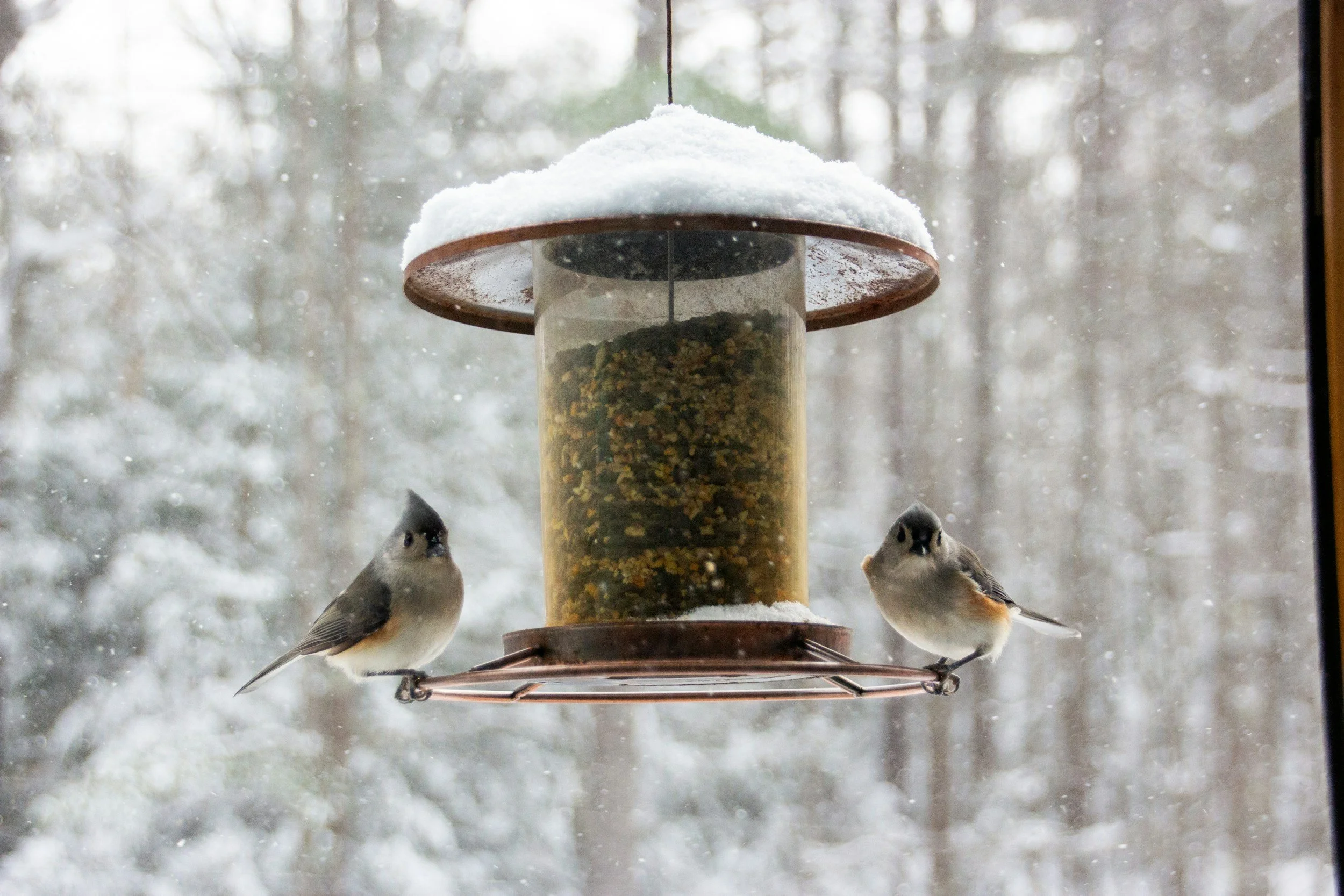 Two tufted titmice birds on a bird feeder in winter