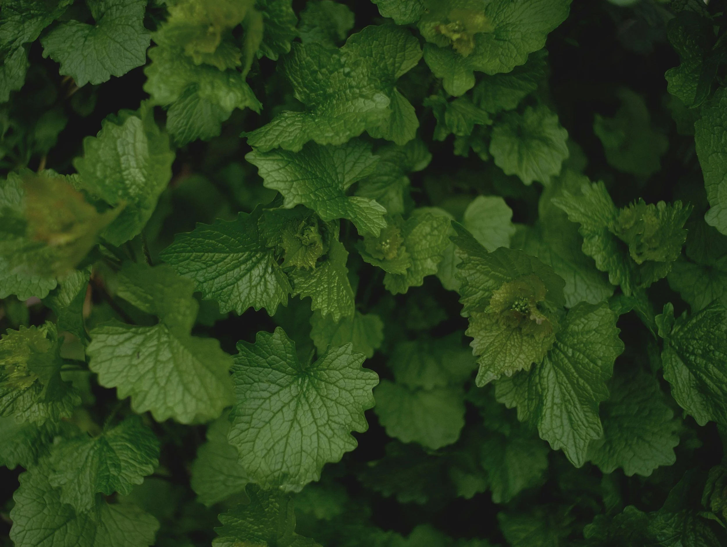 Green Garlic mustard leaves