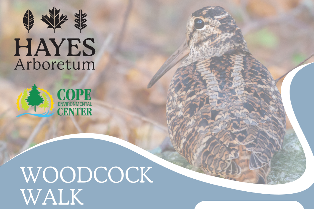 Image of Woodcock Bird with Hayes Arboretum and Cope Environmental Center Logos