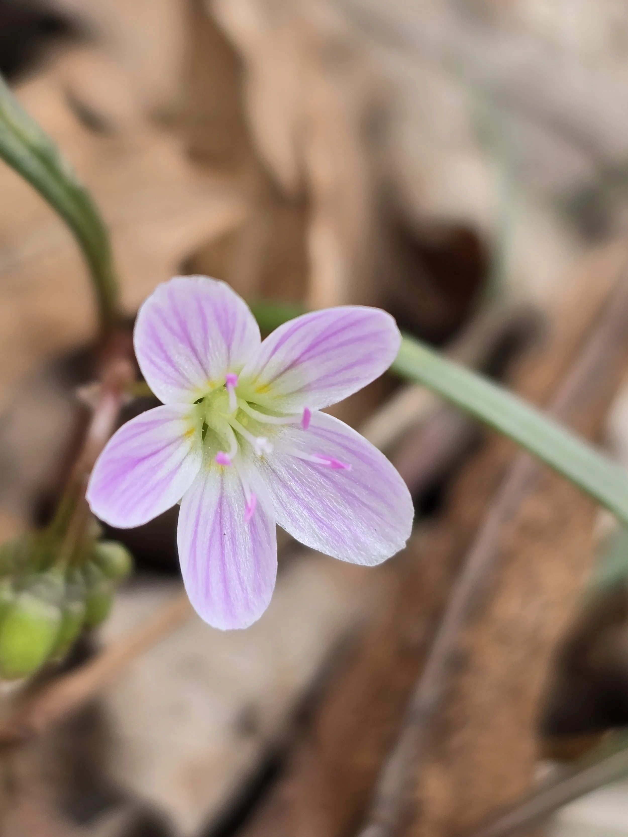 Pink Spring Beauty flower bloomed amongst last fall's leaves.