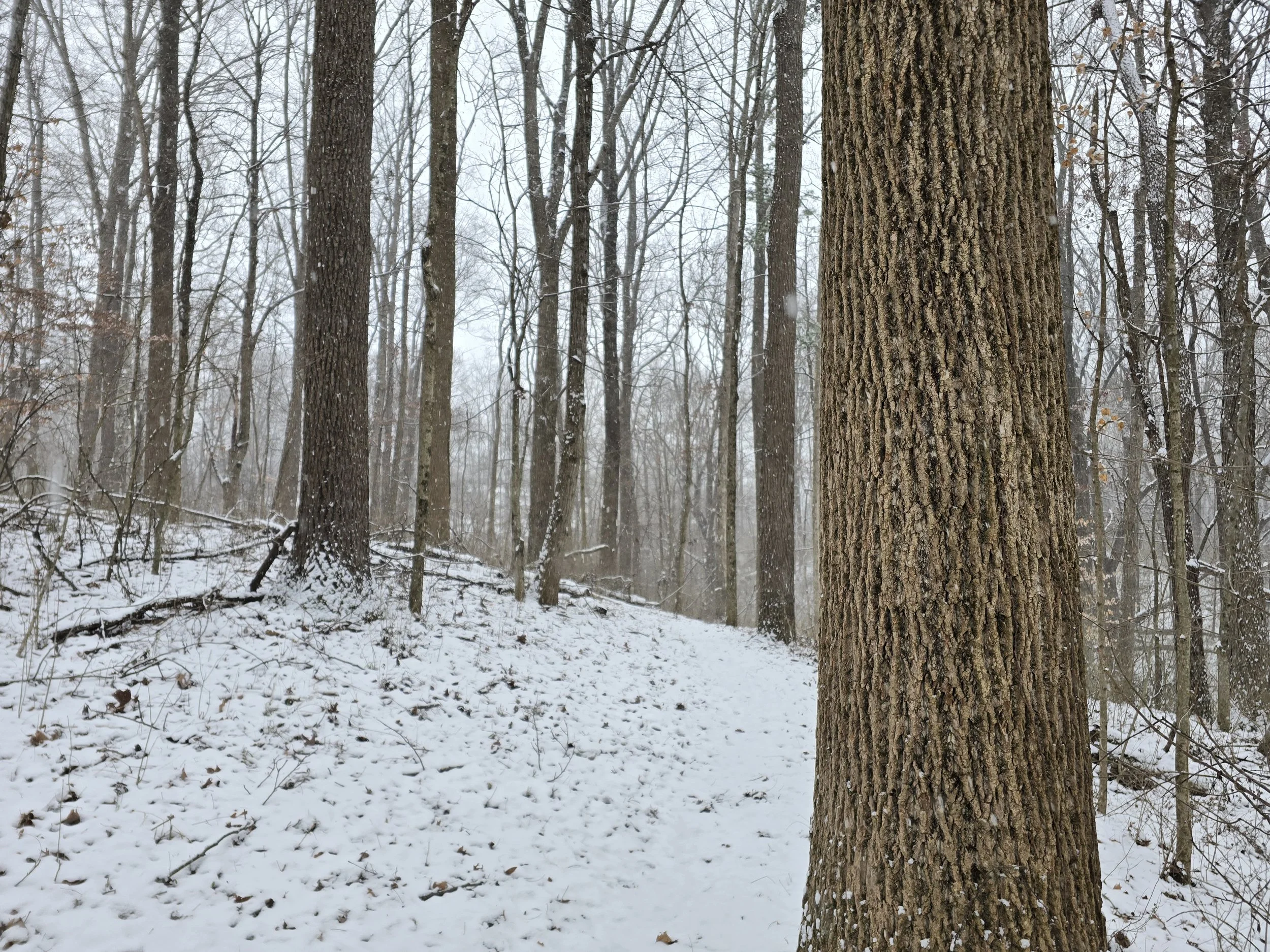 Trees in a forest with snow.