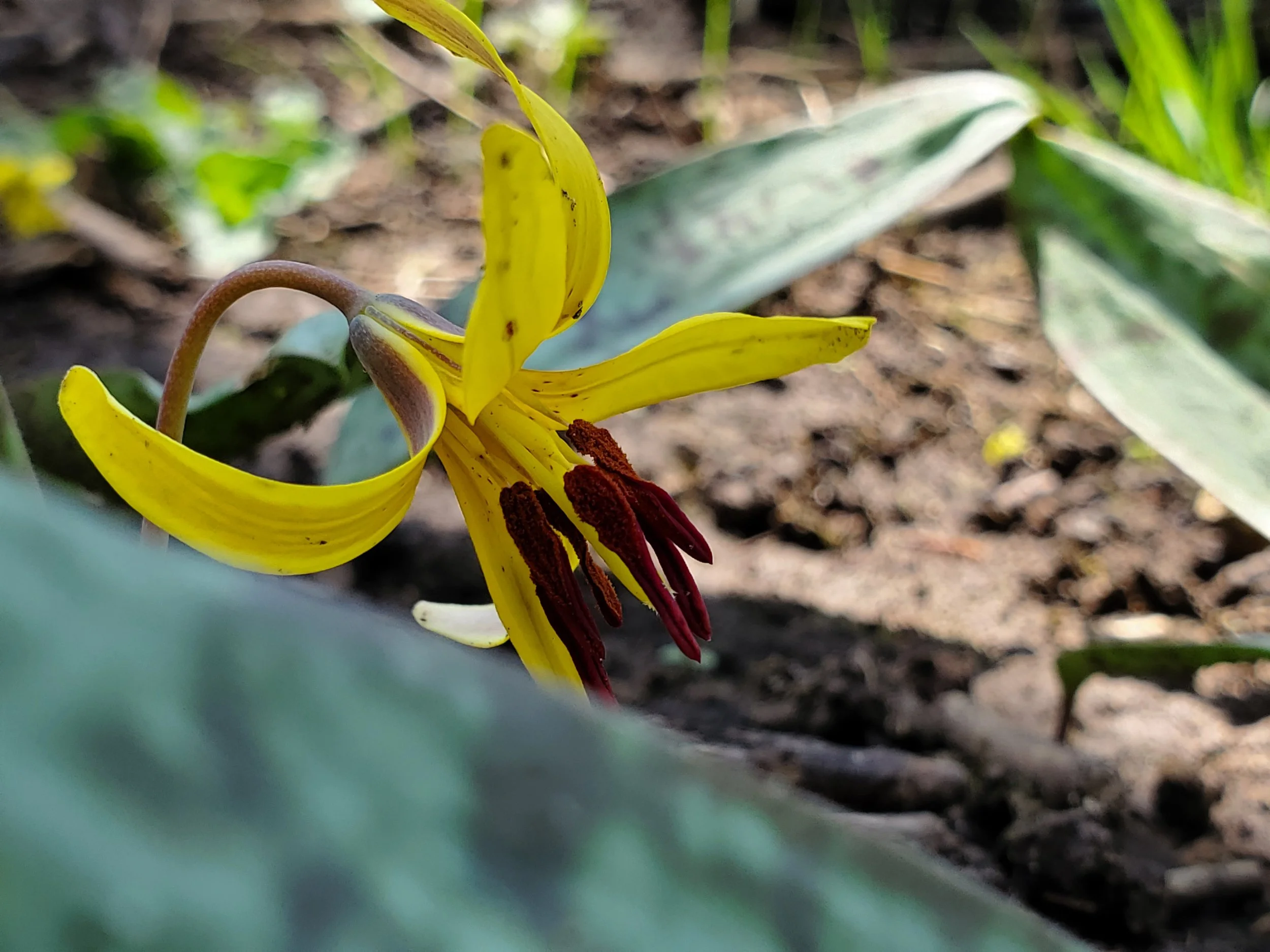 Yellow Trout Lily Flower