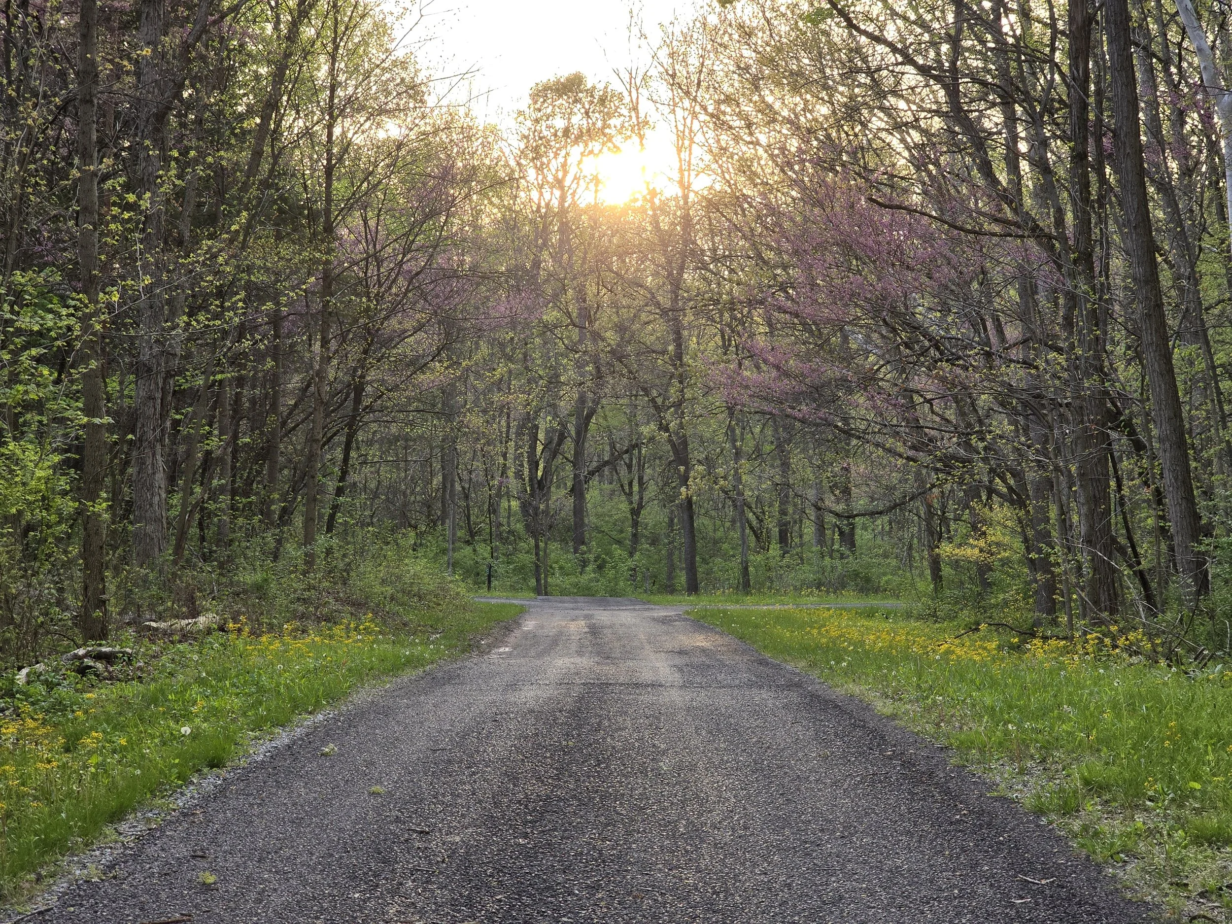 Road leading through a springtime forest
