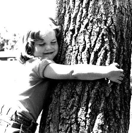 A Sycamore Tree leaf focused on the branch of a tree.