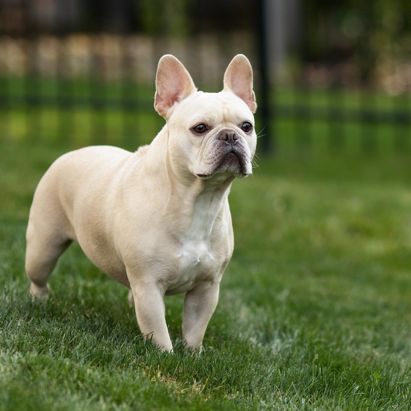 That look when a squirrel first pops into view.  Then the bulls on parade!!!! #walterthefrenchie #frenchbulldog #frenchie #bullsonparade #walle #bigfrenchie