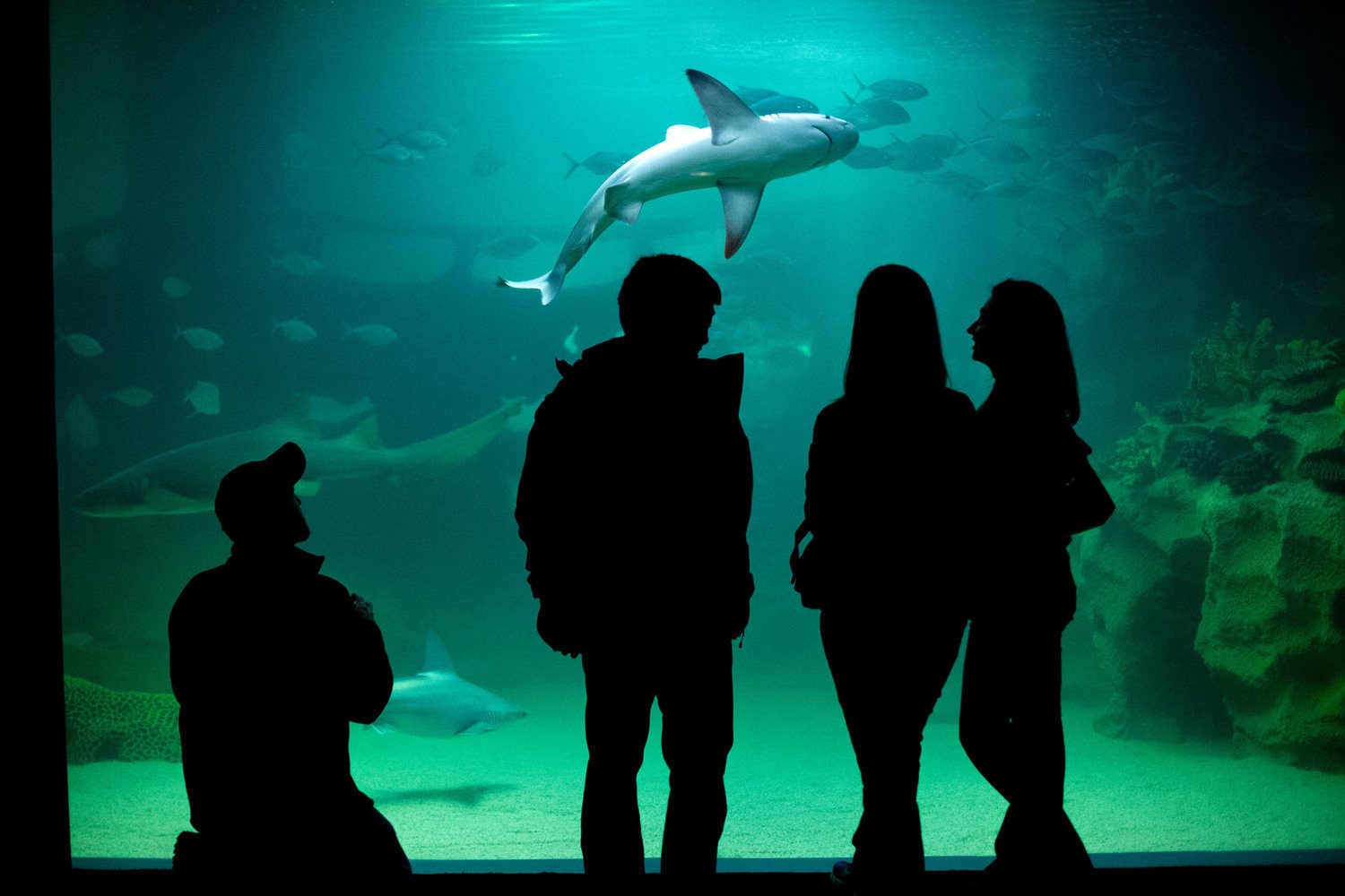 Aquarium-Background-II.jpg
