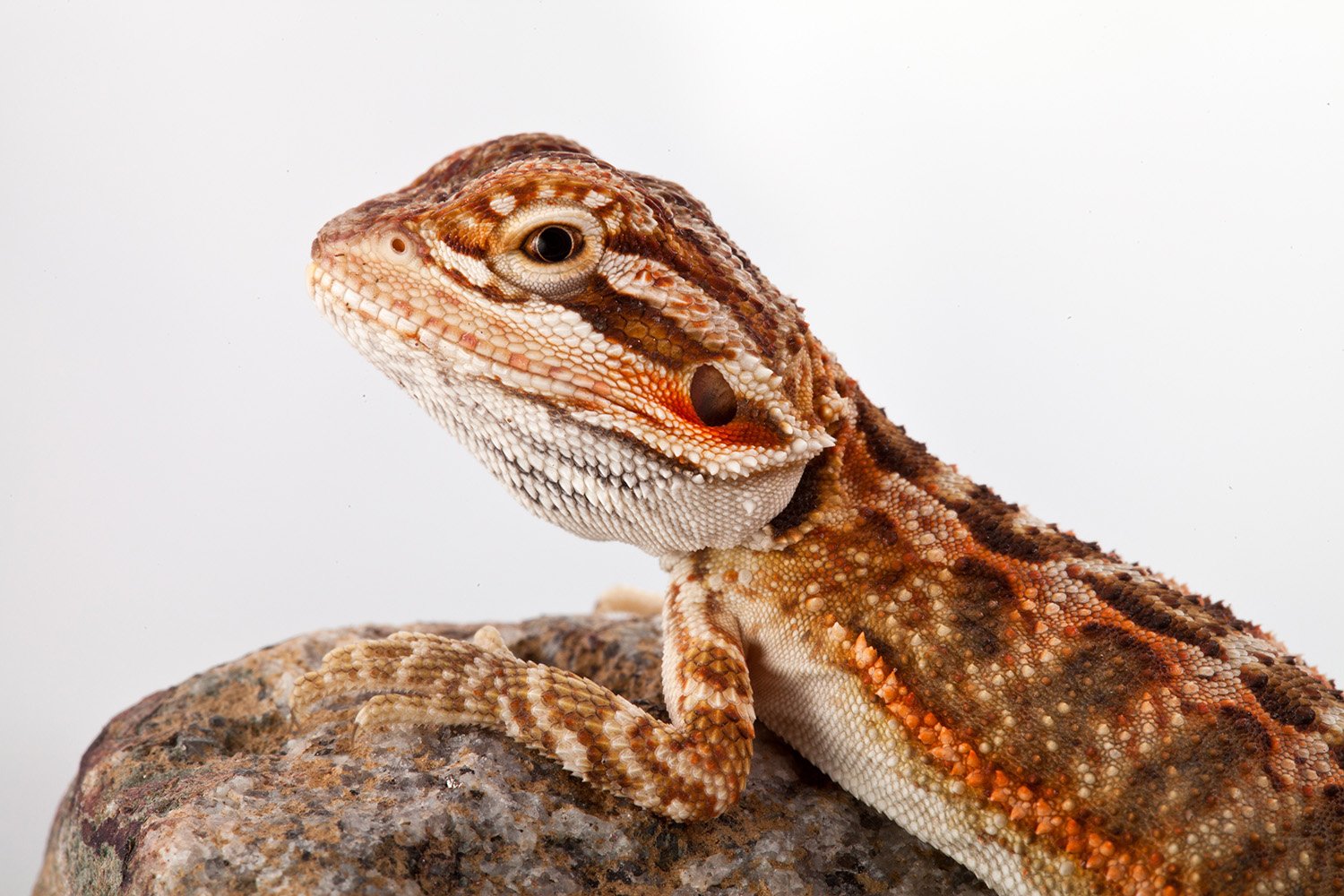 Week one, dragons warm up to their new enclosure