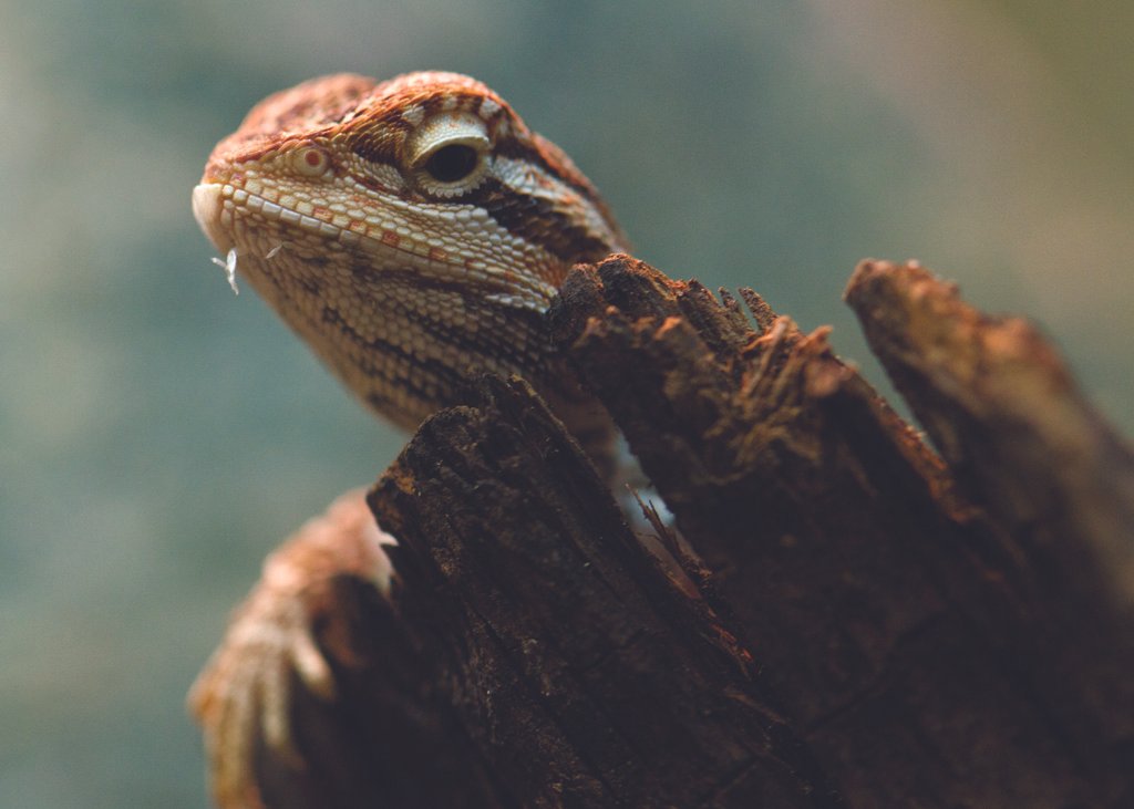 Day One, Invasion of the Bearded Dragons
