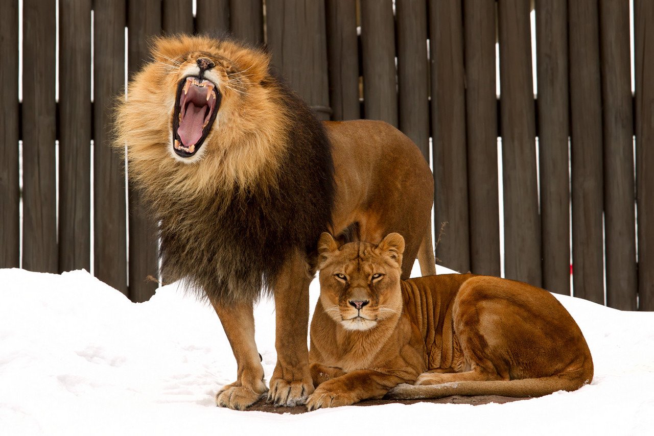 A cold winter day at the Cleveland Metropark Zoo