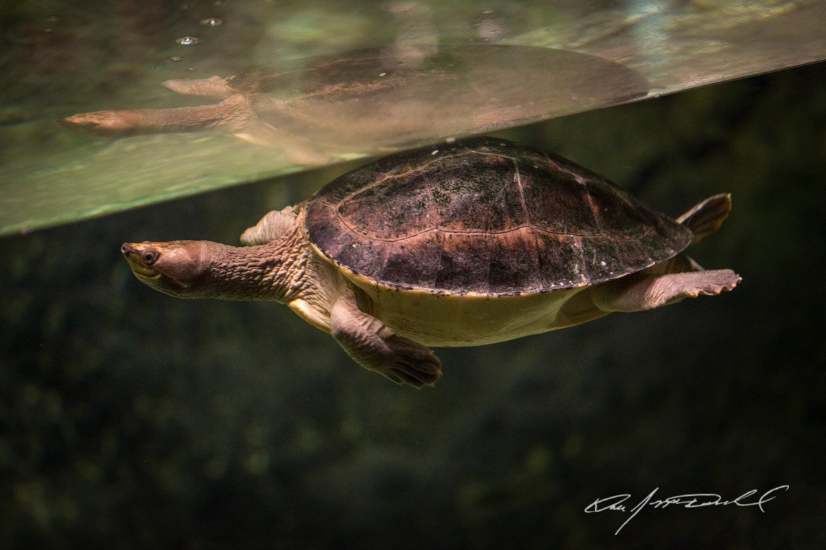 Animal Attractions 2014, Cleveland Zoological Society